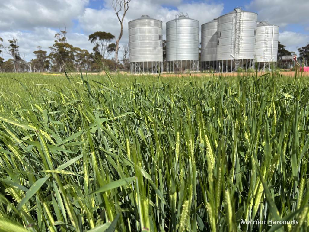&period; 'Charm Hill', Dowerin WA 6461
