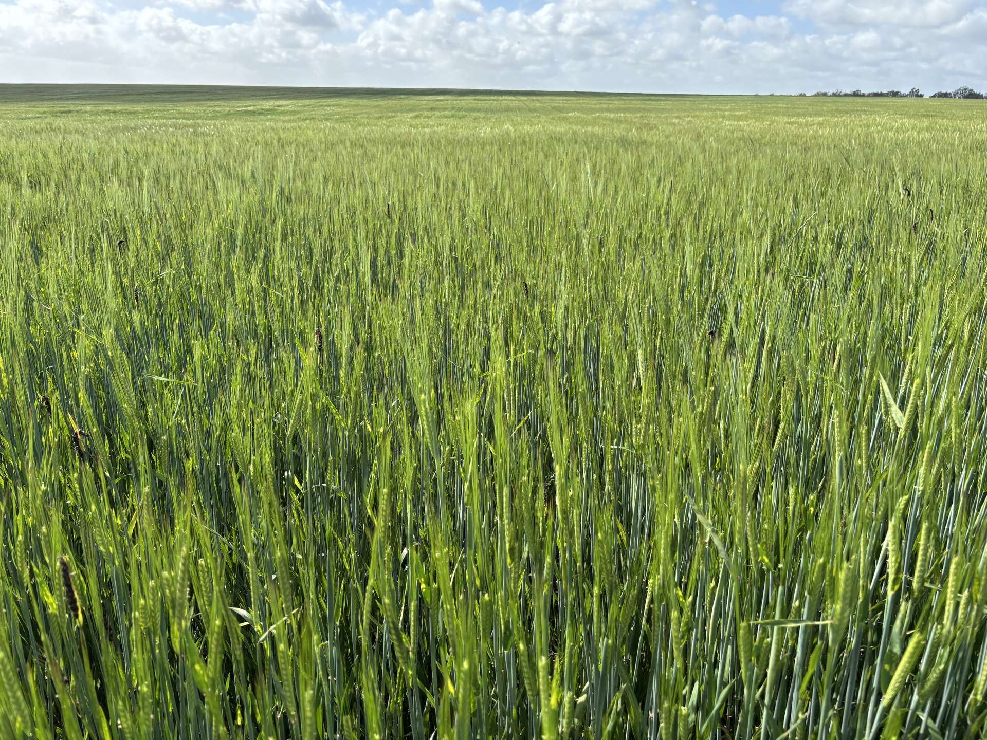 . 'Charm Hill', Dowerin For Sale by Farmbuy.com - image 3