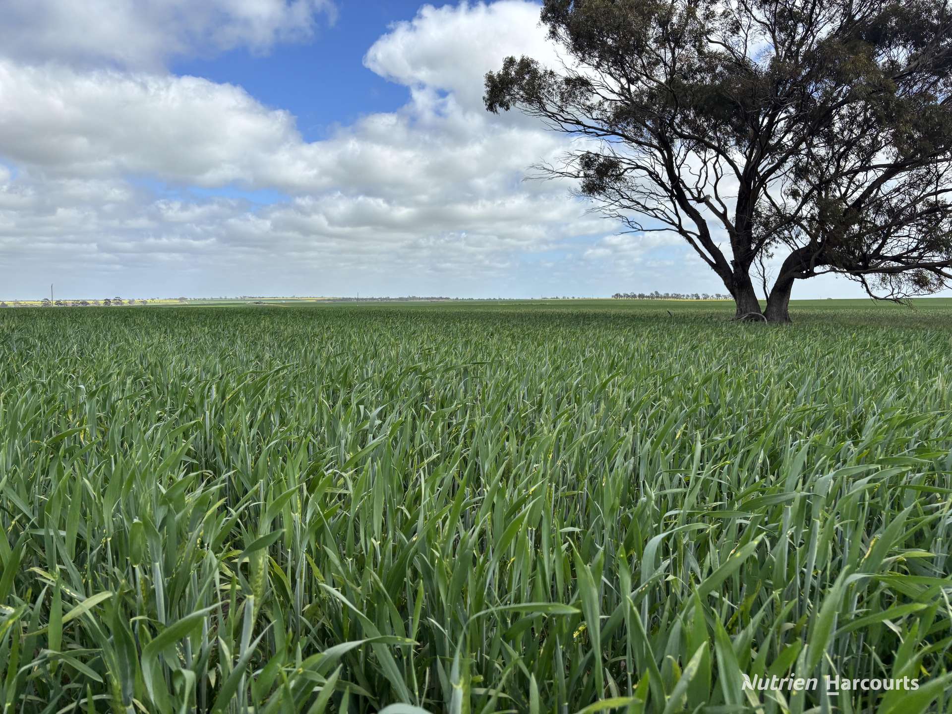 . 'Charm Hill', Dowerin For Sale by Farmbuy.com - image 22