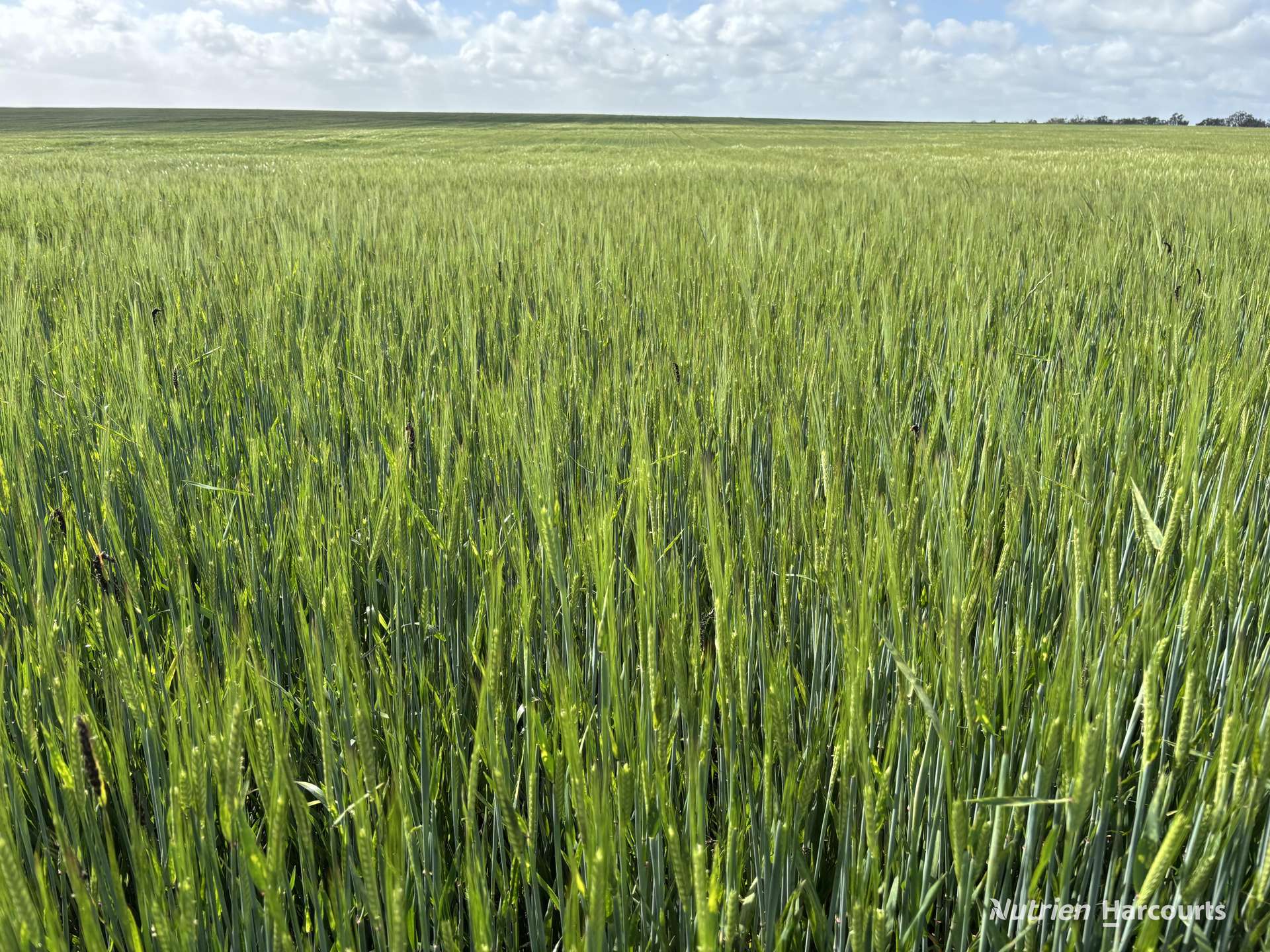 . 'Charm Hill', Dowerin For Sale by Farmbuy.com - image 3
