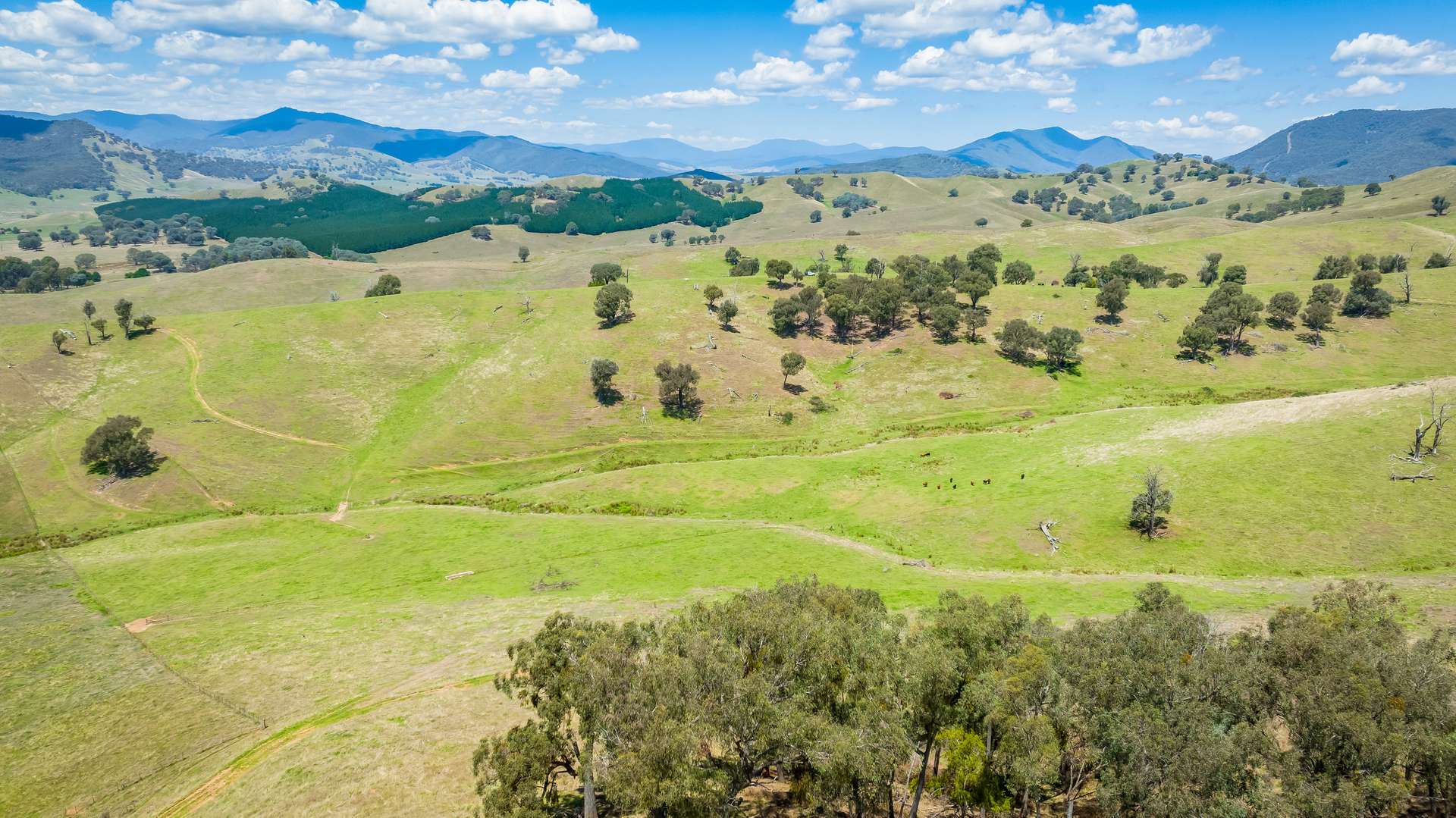 "Tom's" Tallys Lane, Tallangatta Valley For Sale by Farmbuy.com - image 16