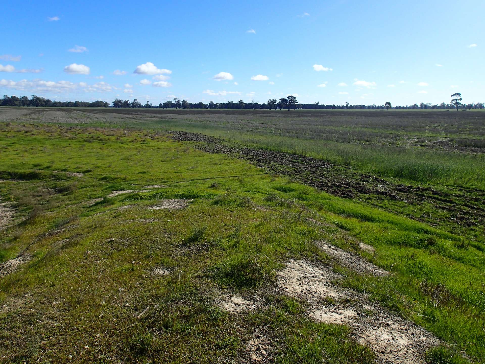1 Humeden Road, Collendina For Sale by Farmbuy.com - image 6