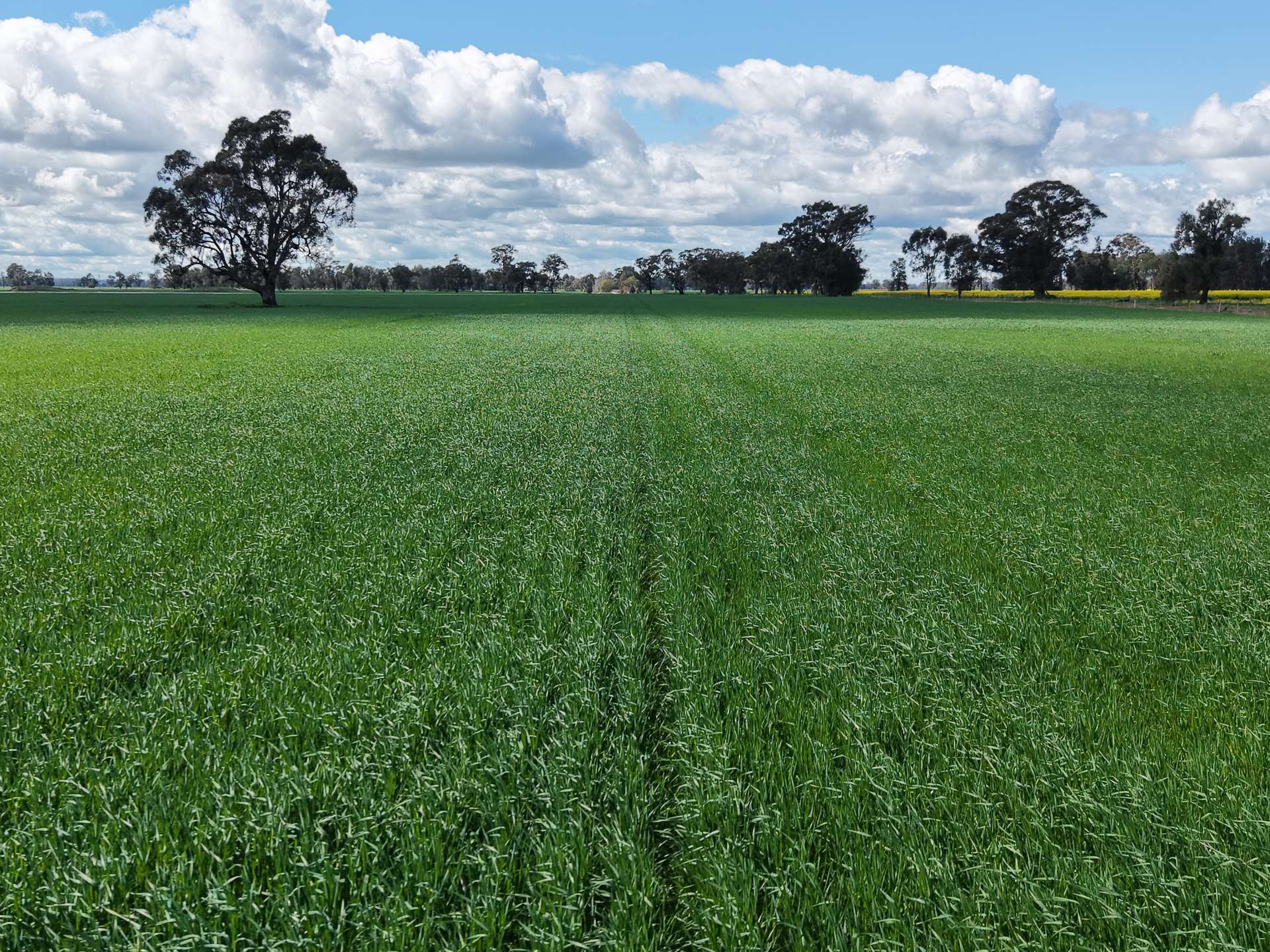 1 Humeden Road, Collendina For Sale by Farmbuy.com - image 1
