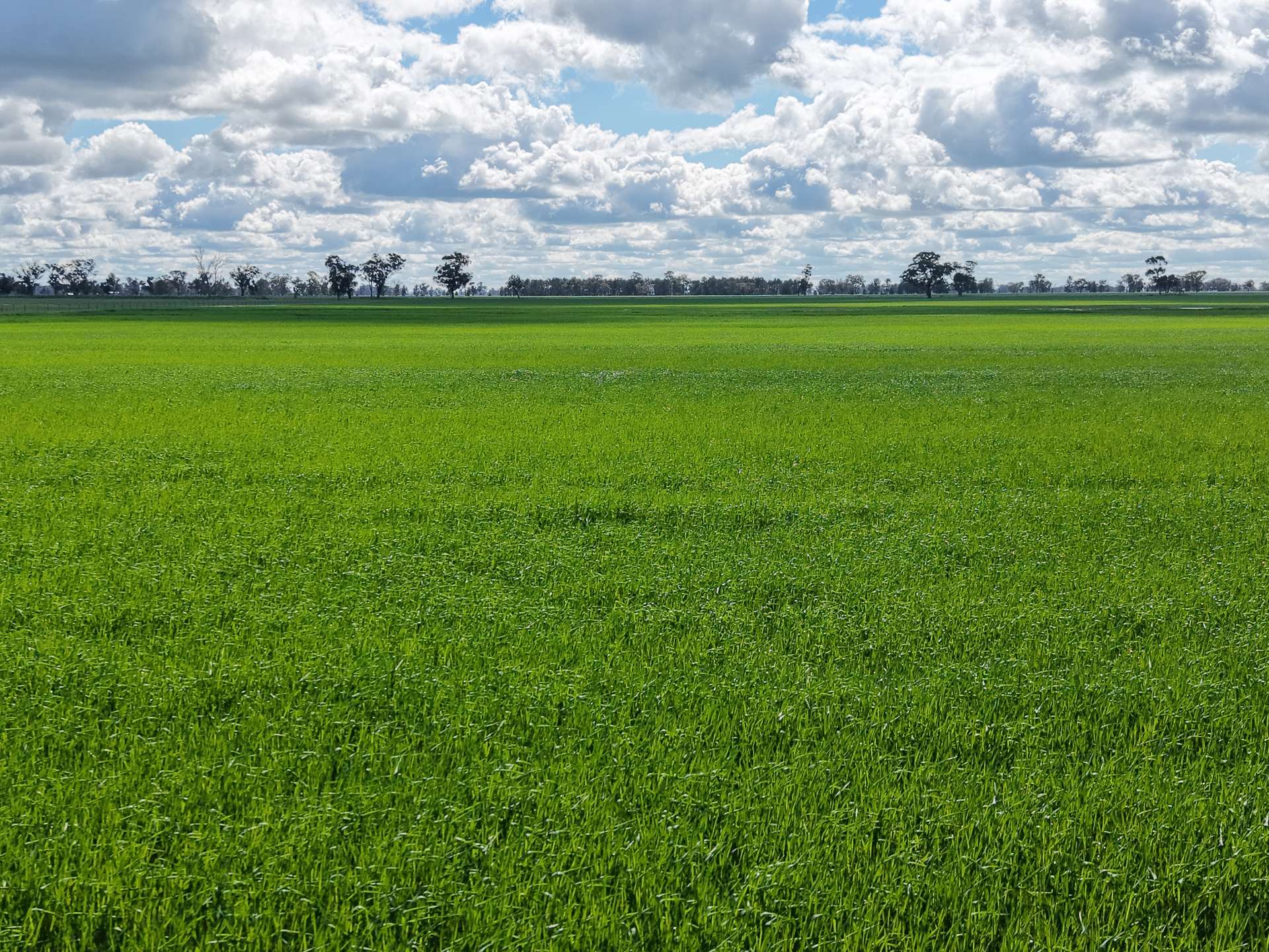 1 Humeden Road, Collendina For Sale by Farmbuy.com - image 2