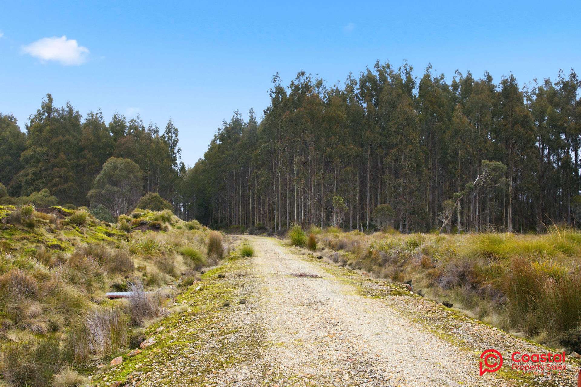 Waratah Road, Waratah For Sale by Farmbuy.com - image 6