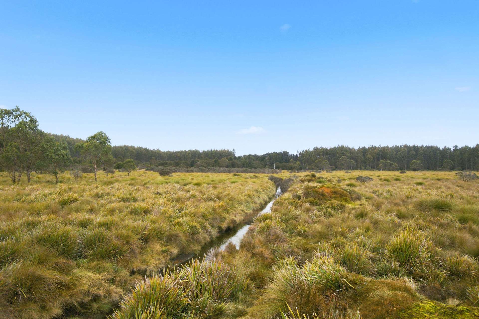 Waratah Road, Waratah For Sale by Farmbuy.com - image 5