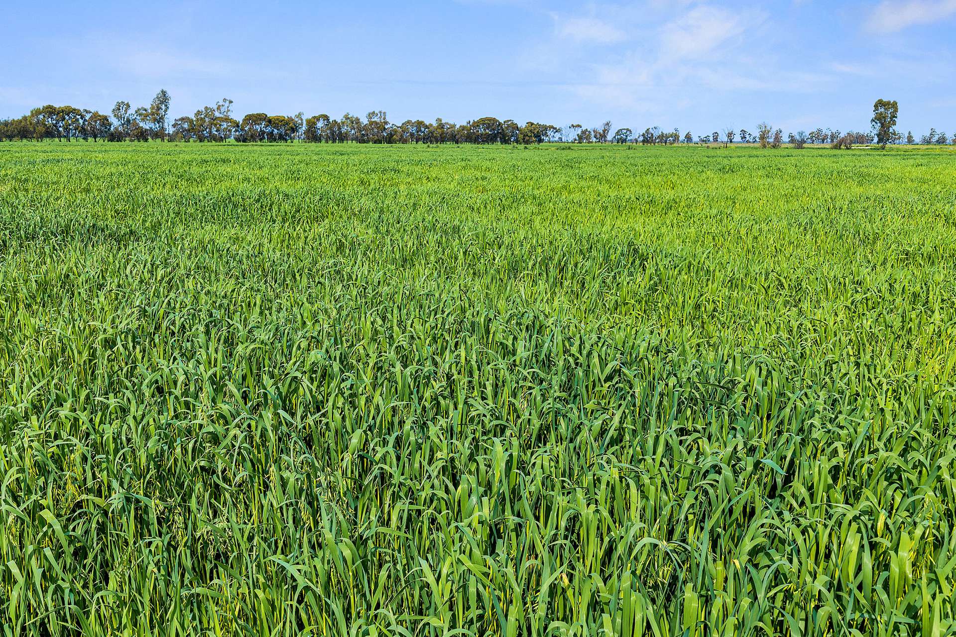 0 Kerang-Murrabit Road, Murrabit For Sale by Farmbuy.com - image 7