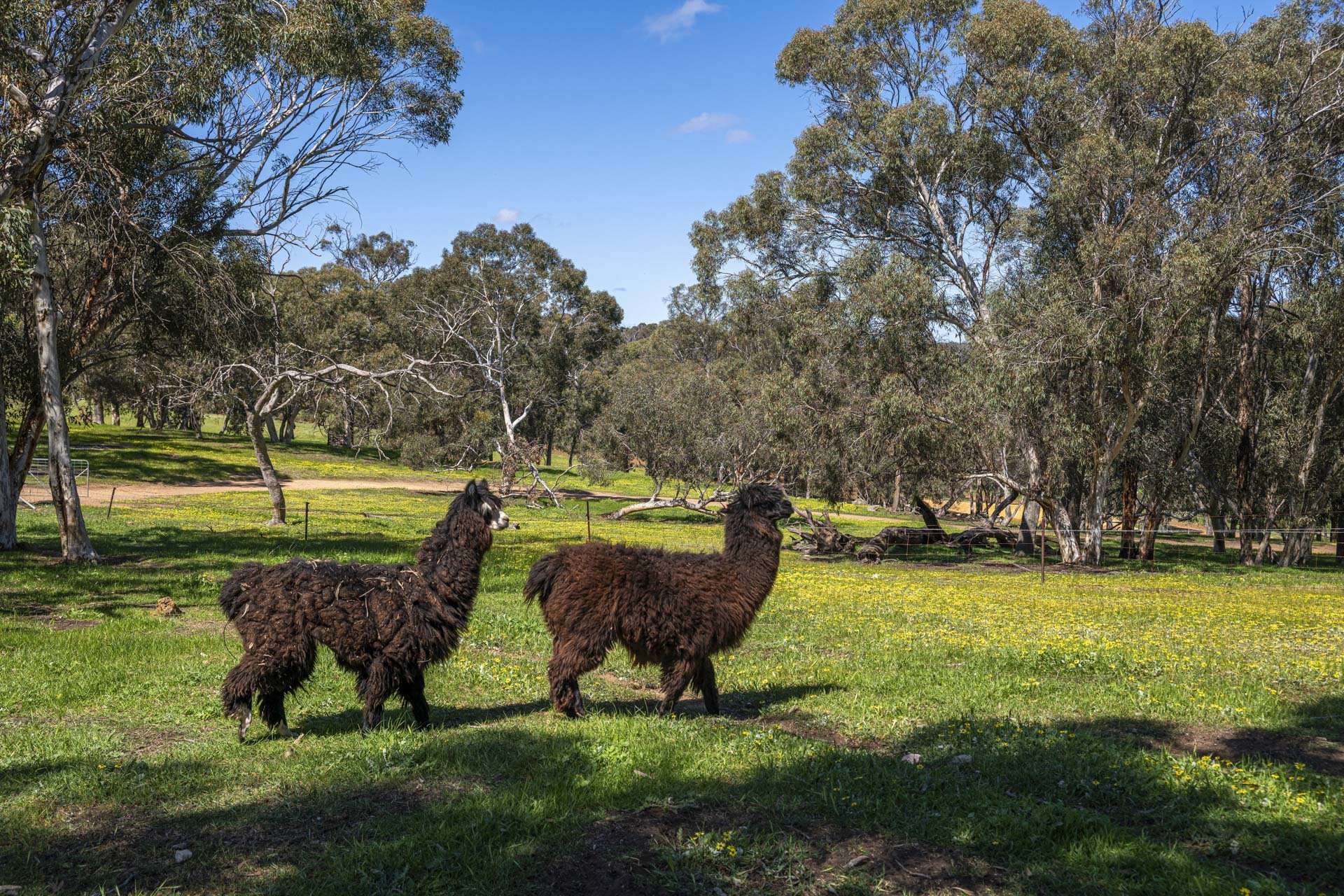 Bindoon For Sale by Farmbuy.com - image 10