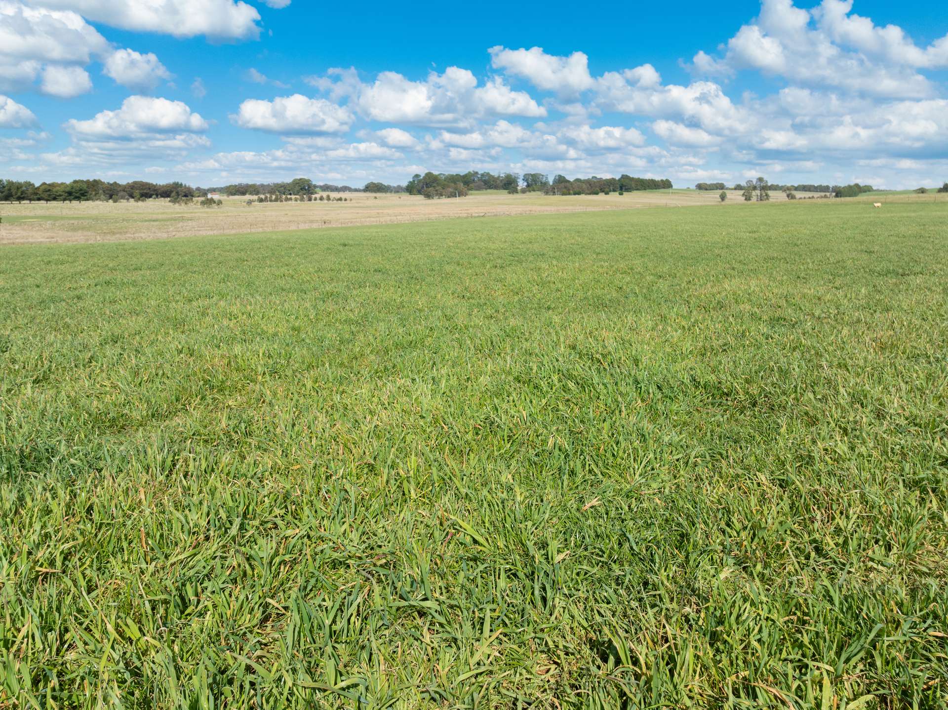 'Ashfield' 1262 Mandurama Road, Neville Auction by Farmbuy.com - image 5