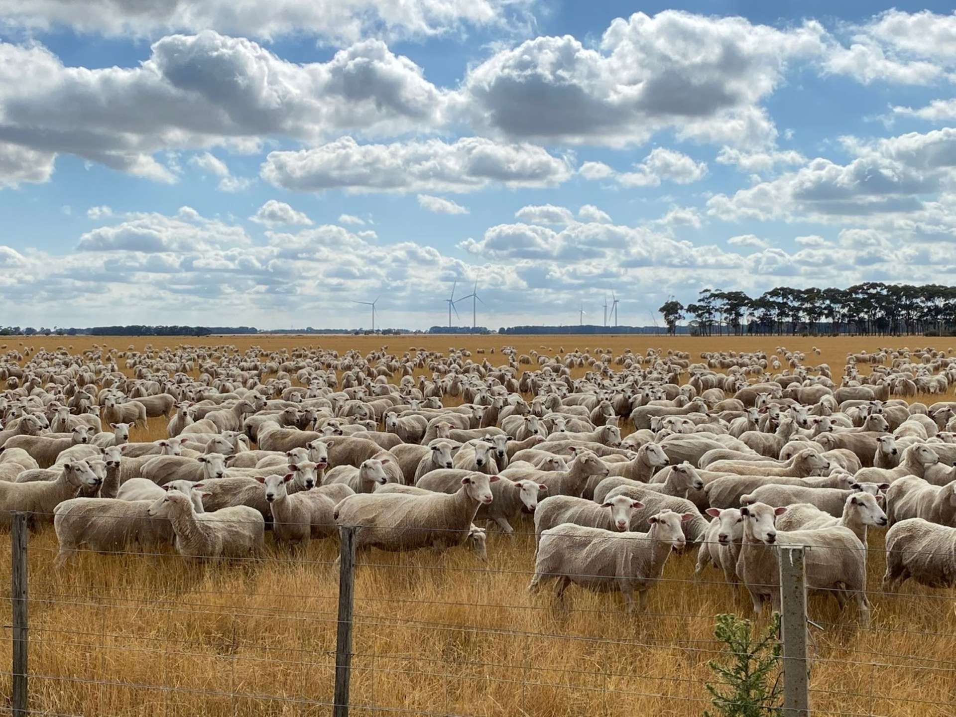 0 Tapps Lane, Kolora For Sale by Farmbuy.com - image 2