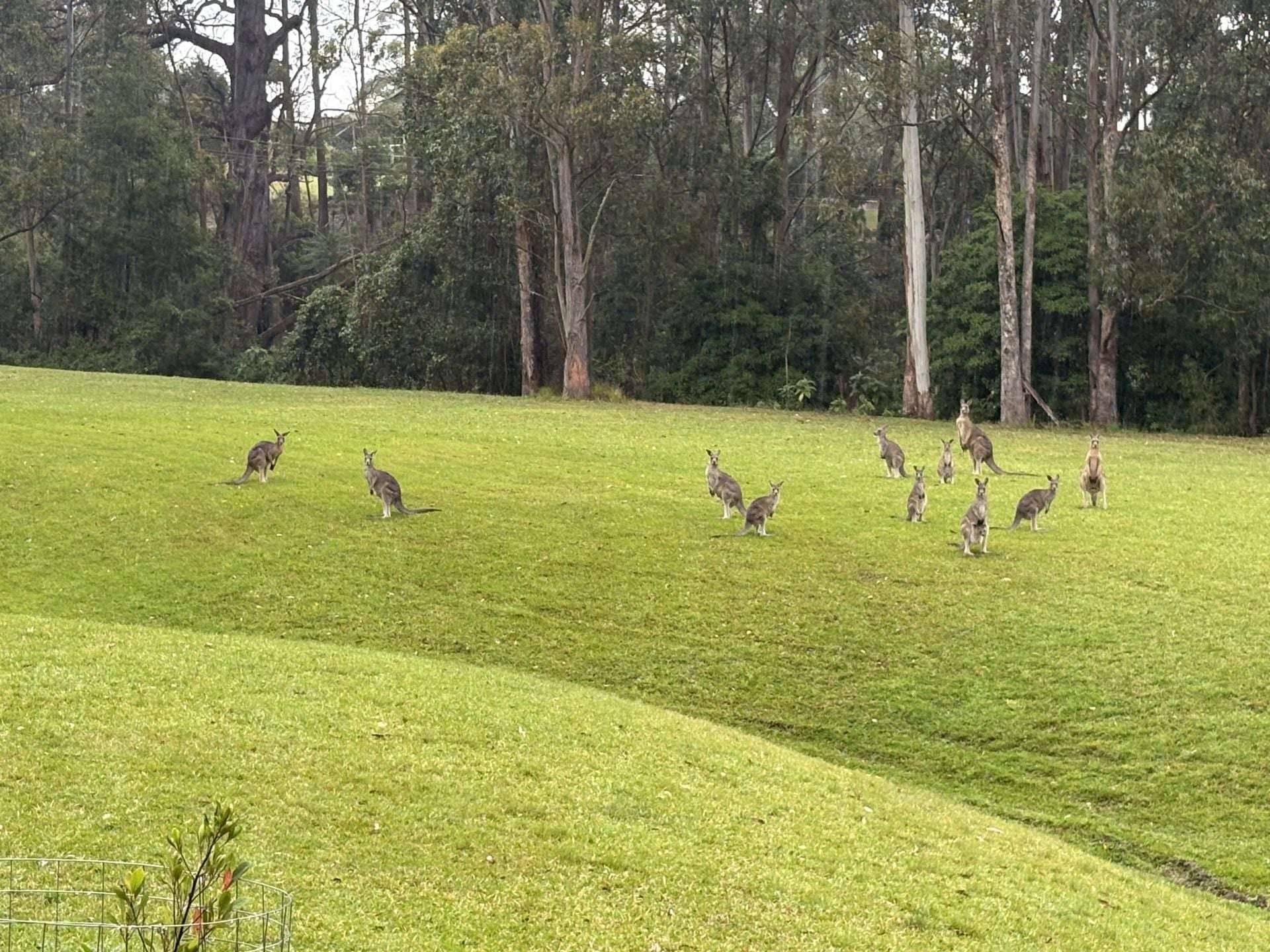65 Marden Lane, Kangaroo Valley For Sale by Farmbuy.com - image 6