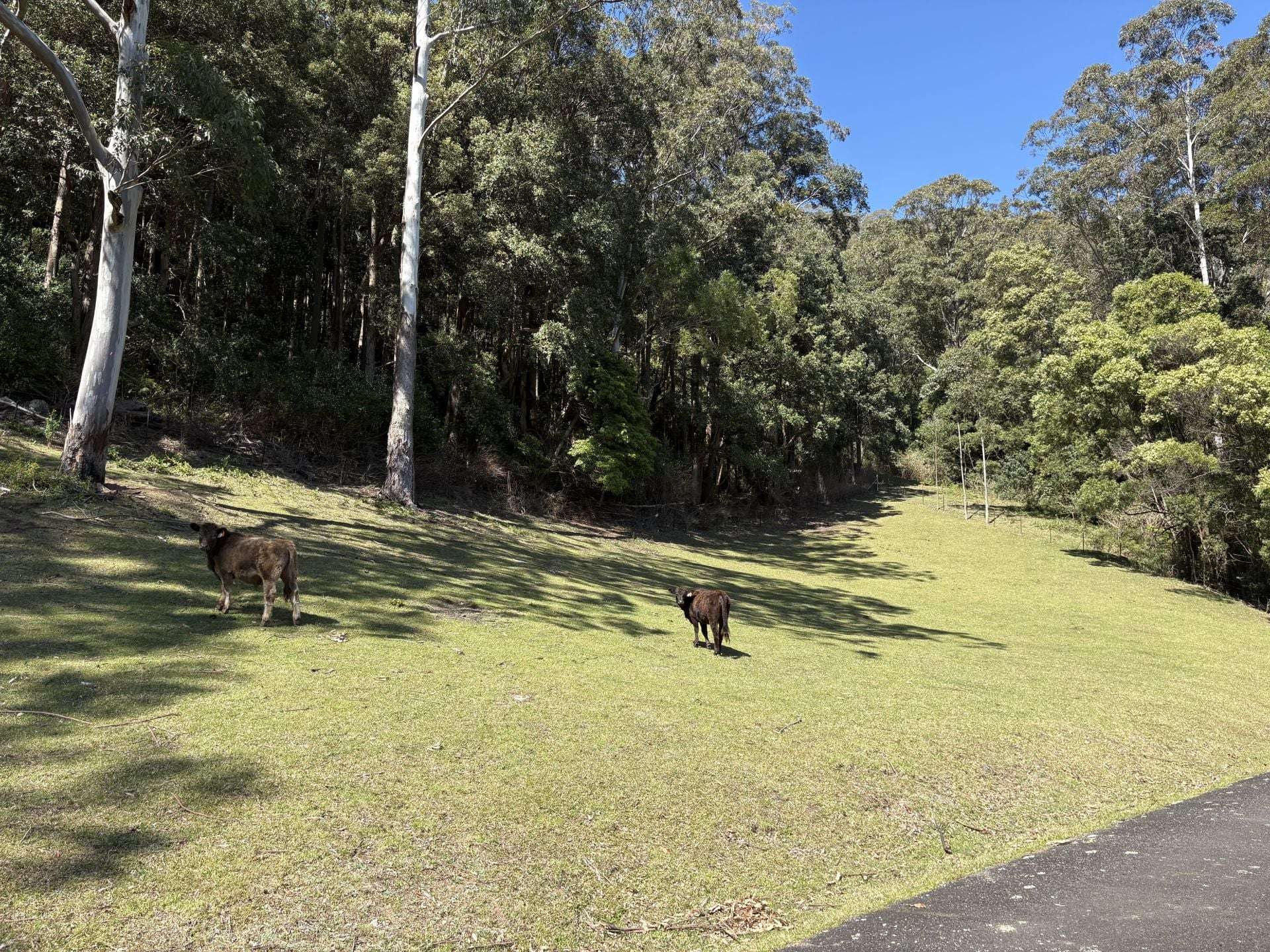 65d Marden Lane, Kangaroo Valley For Sale by Farmbuy.com - image 13