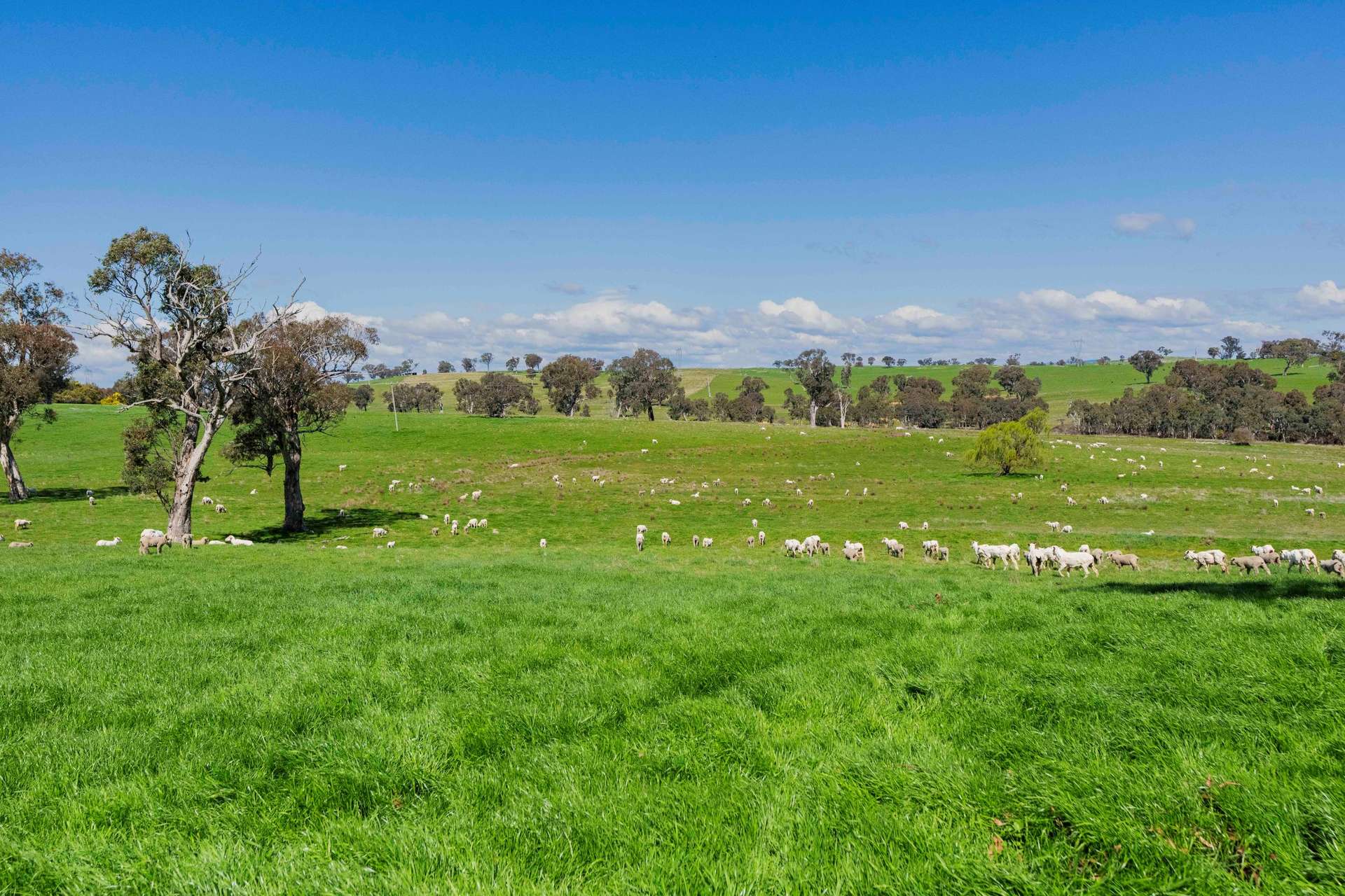 402 Euralie Road, Yass For Sale by Farmbuy.com - image 13