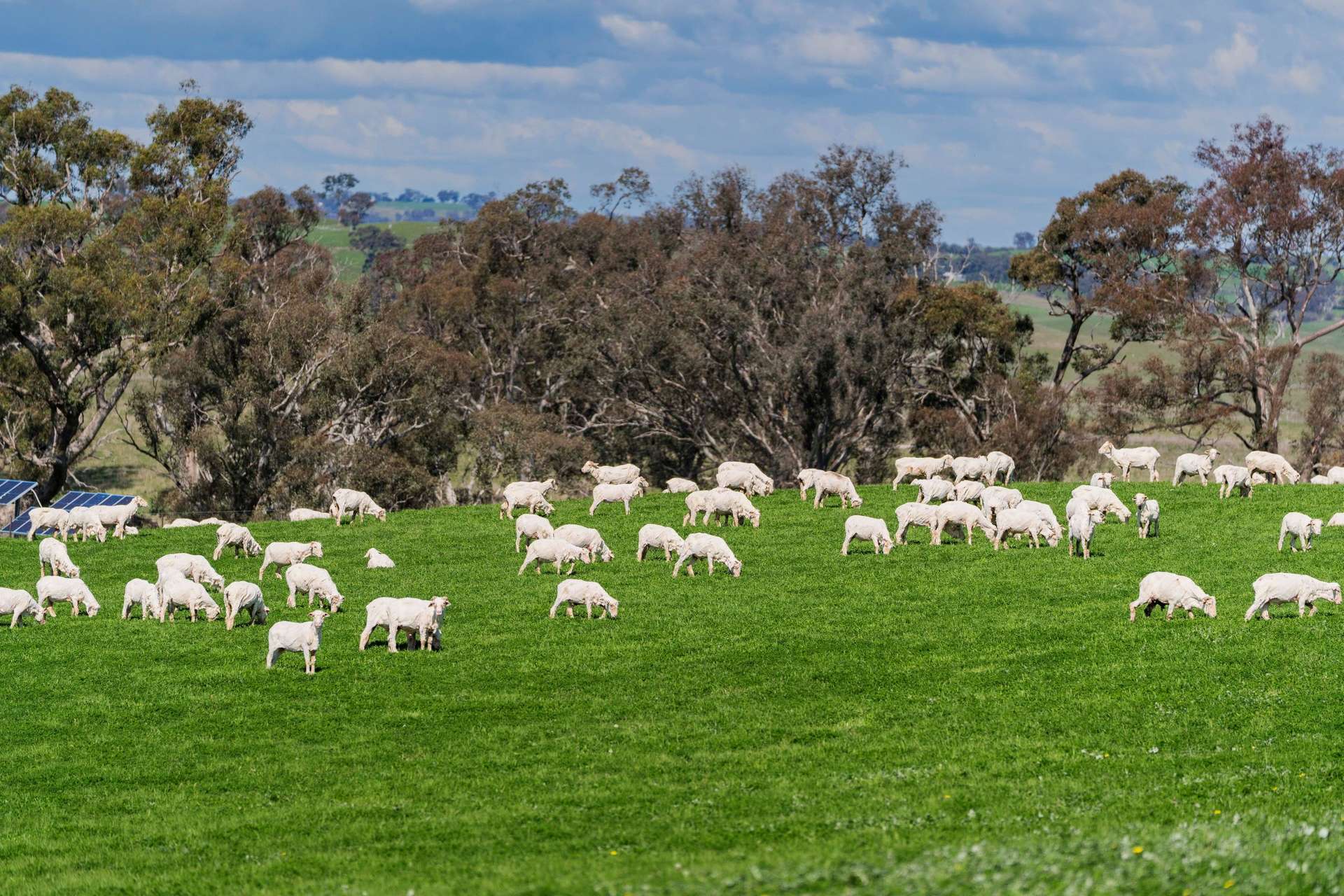 402 Euralie Road, Yass For Sale by Farmbuy.com - image 12