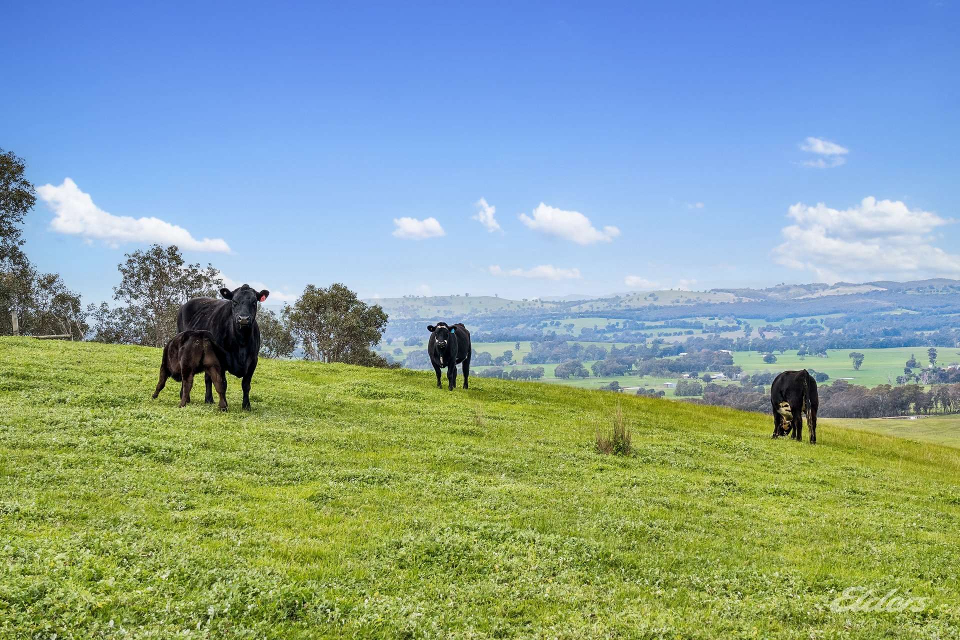817 Upper Lurg Road, Upper Lurg For Sale by Farmbuy.com - image 18