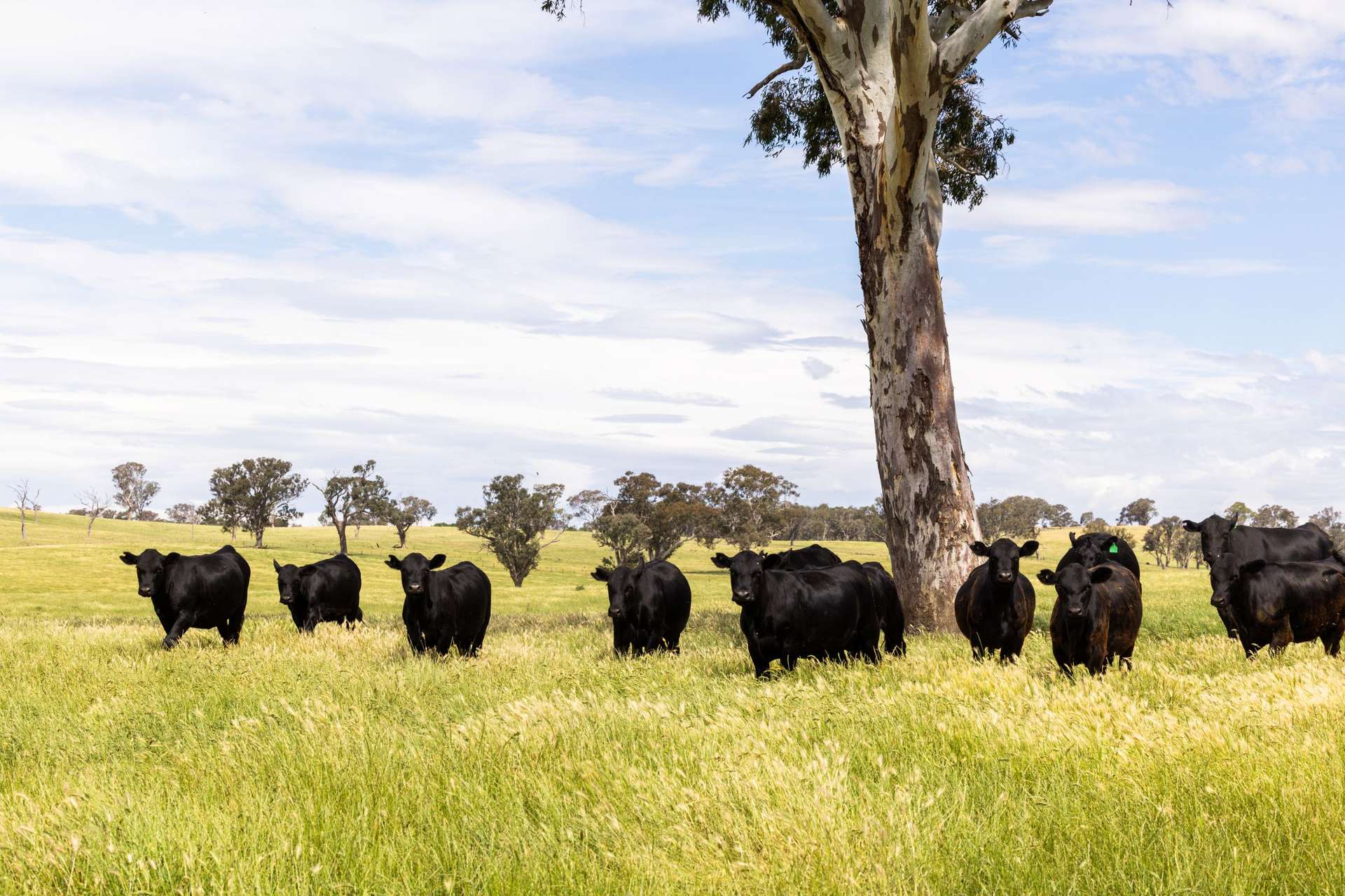 594 Dog Trap Road, Yass For Sale by Farmbuy.com - image 9