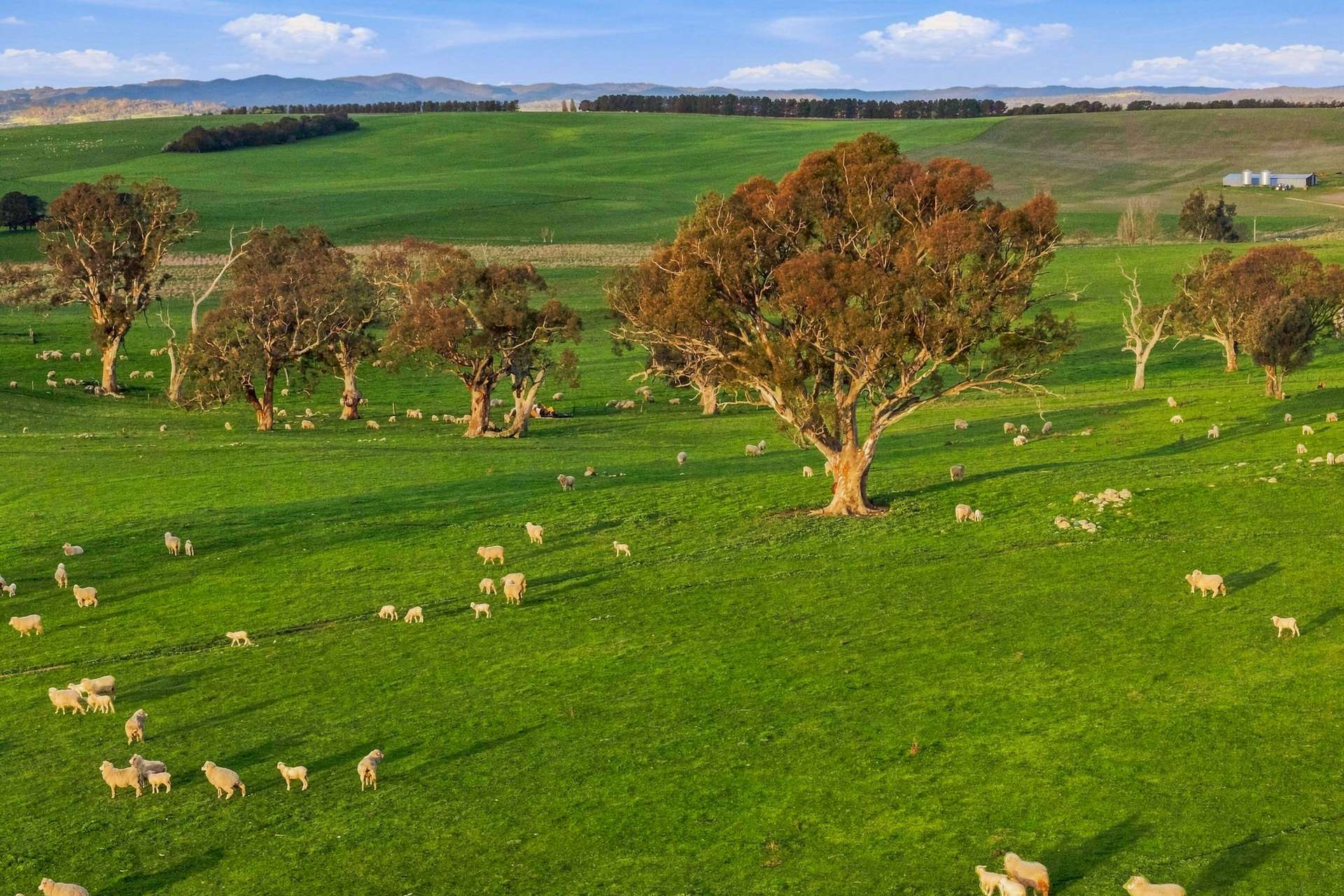 594 Dog Trap Road, Yass For Sale by Farmbuy.com - image 7