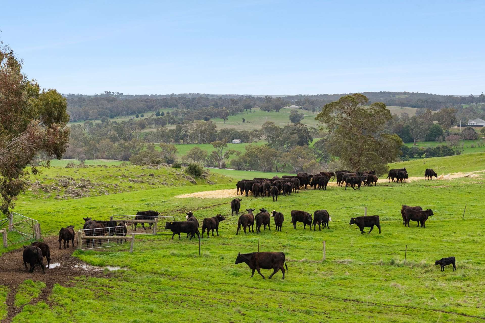 1469 Kyneton-Redesdale Road, Barfold For Sale by Farmbuy.com - image 20