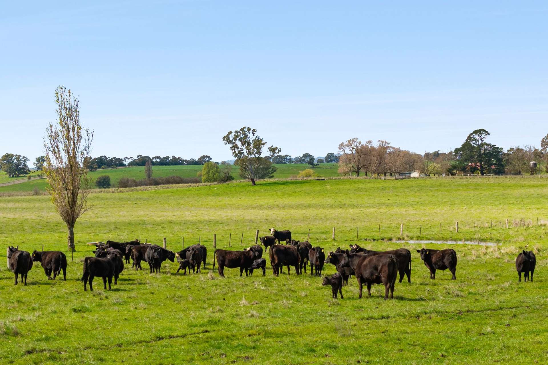 1469 Kyneton-Redesdale Road, Barfold For Sale by Farmbuy.com - image 5