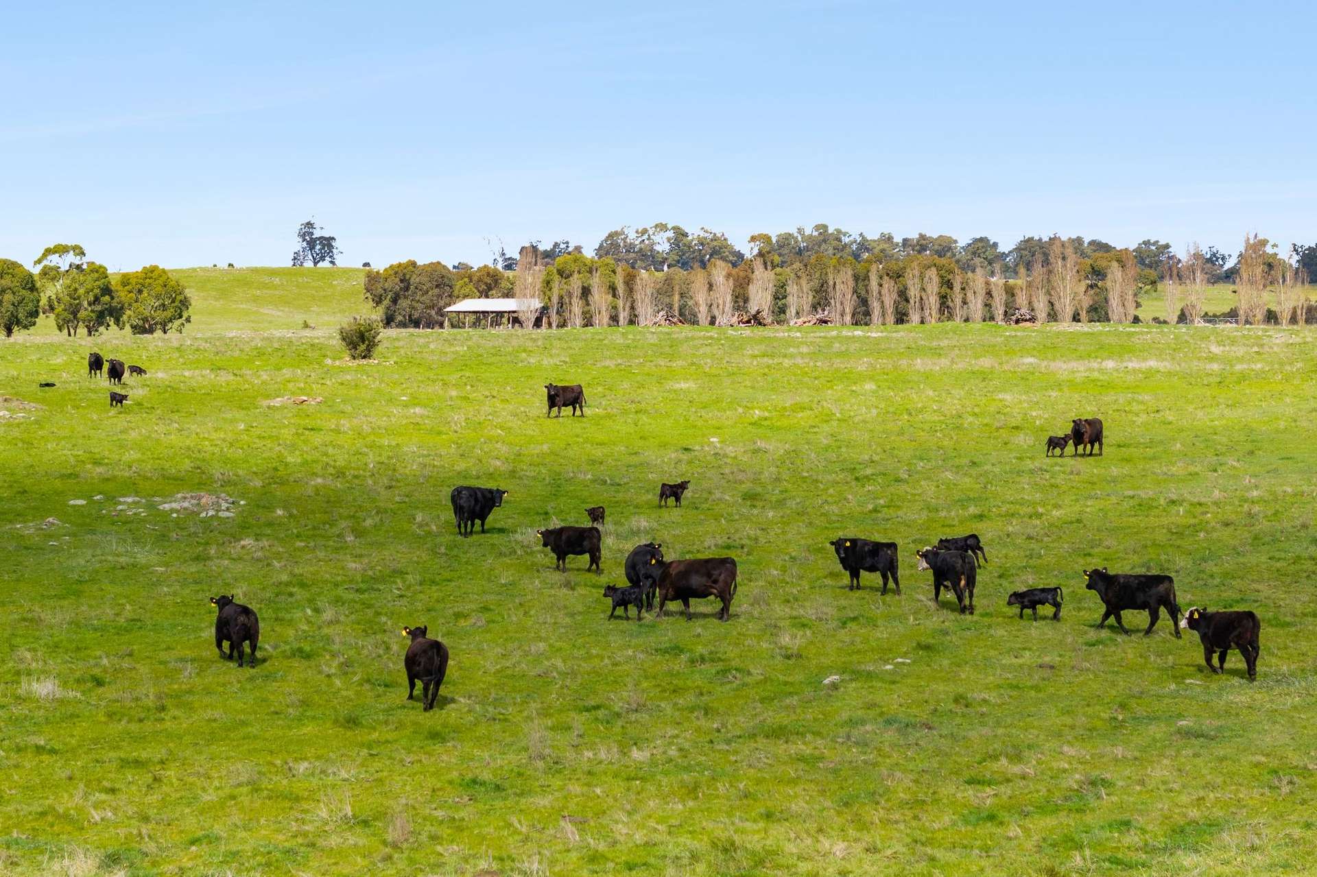 1469 Kyneton-Redesdale Road, Barfold For Sale by Farmbuy.com - image 21