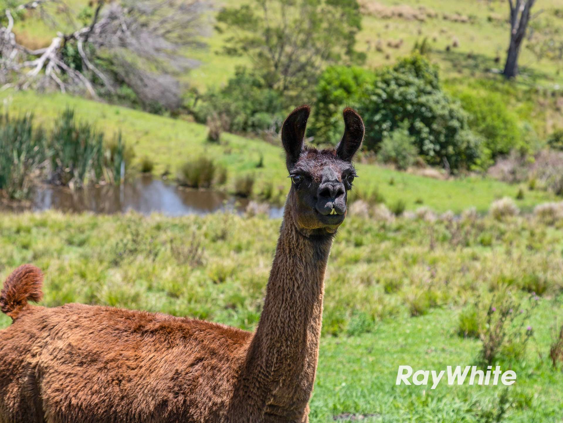 4070 Princes Highway, Coila For Sale by Farmbuy.com - image 13