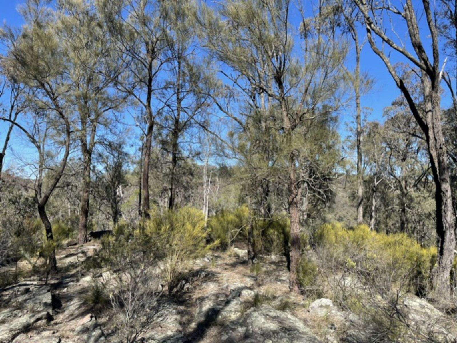 Lot 104 Giants Creek Road, Sandy Hollow For Sale by Farmbuy.com - image 11