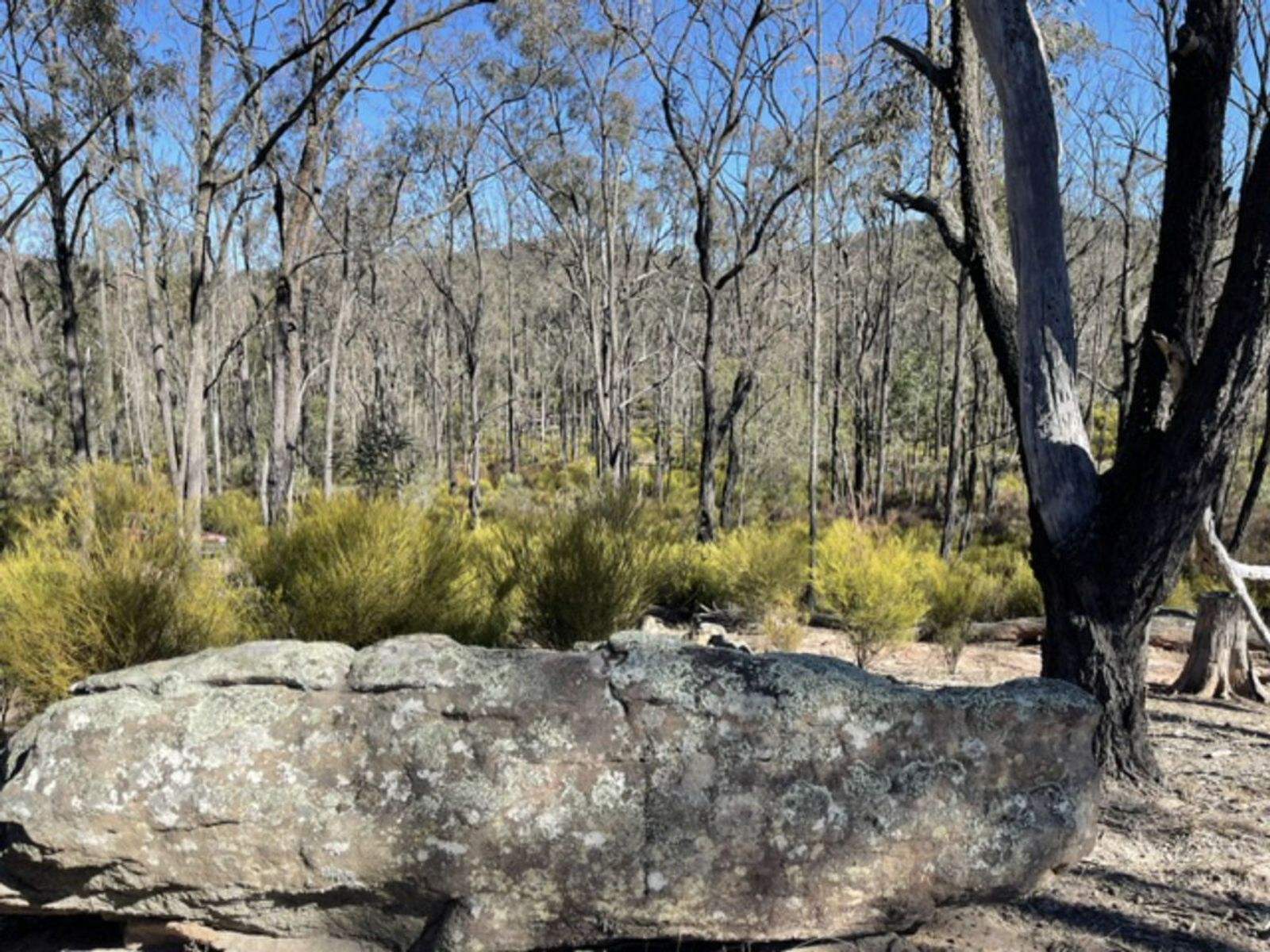Lot 104 Giants Creek Road, Sandy Hollow For Sale by Farmbuy.com - image 13