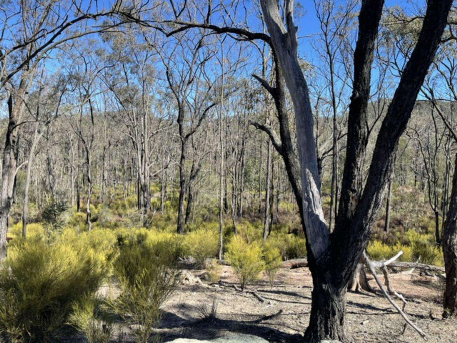 Lot 104 Giants Creek Road, Sandy Hollow For Sale by Farmbuy.com - image 6