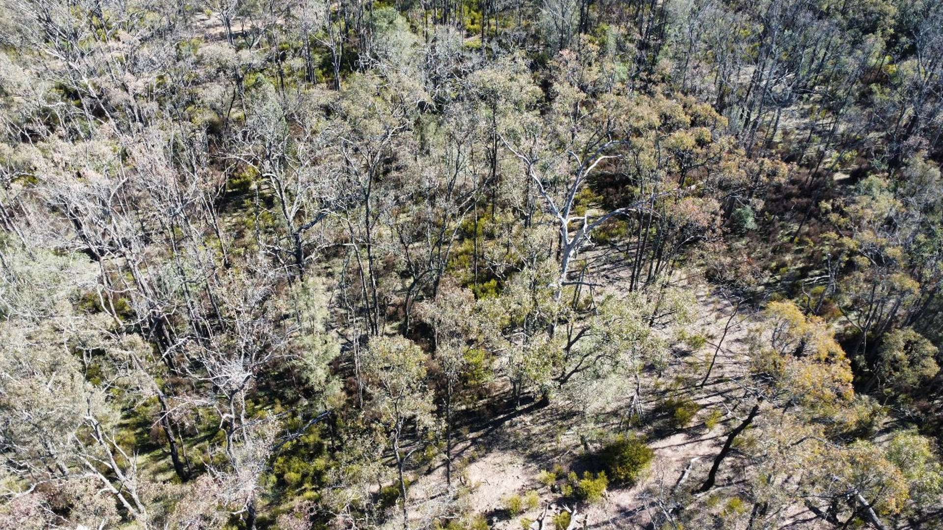 Lot 104 Giants Creek Road, Sandy Hollow For Sale by Farmbuy.com - image 5