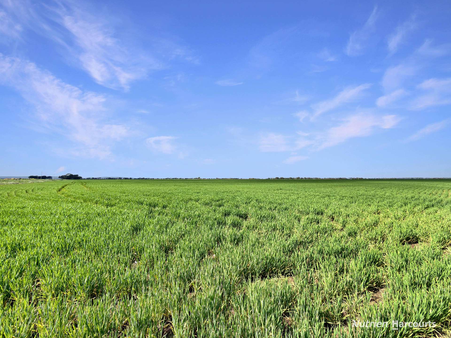 Lot 236, Boundary Road And 23-37 Wilkinson Road, Leeton For Sale by Farmbuy.com - image 4