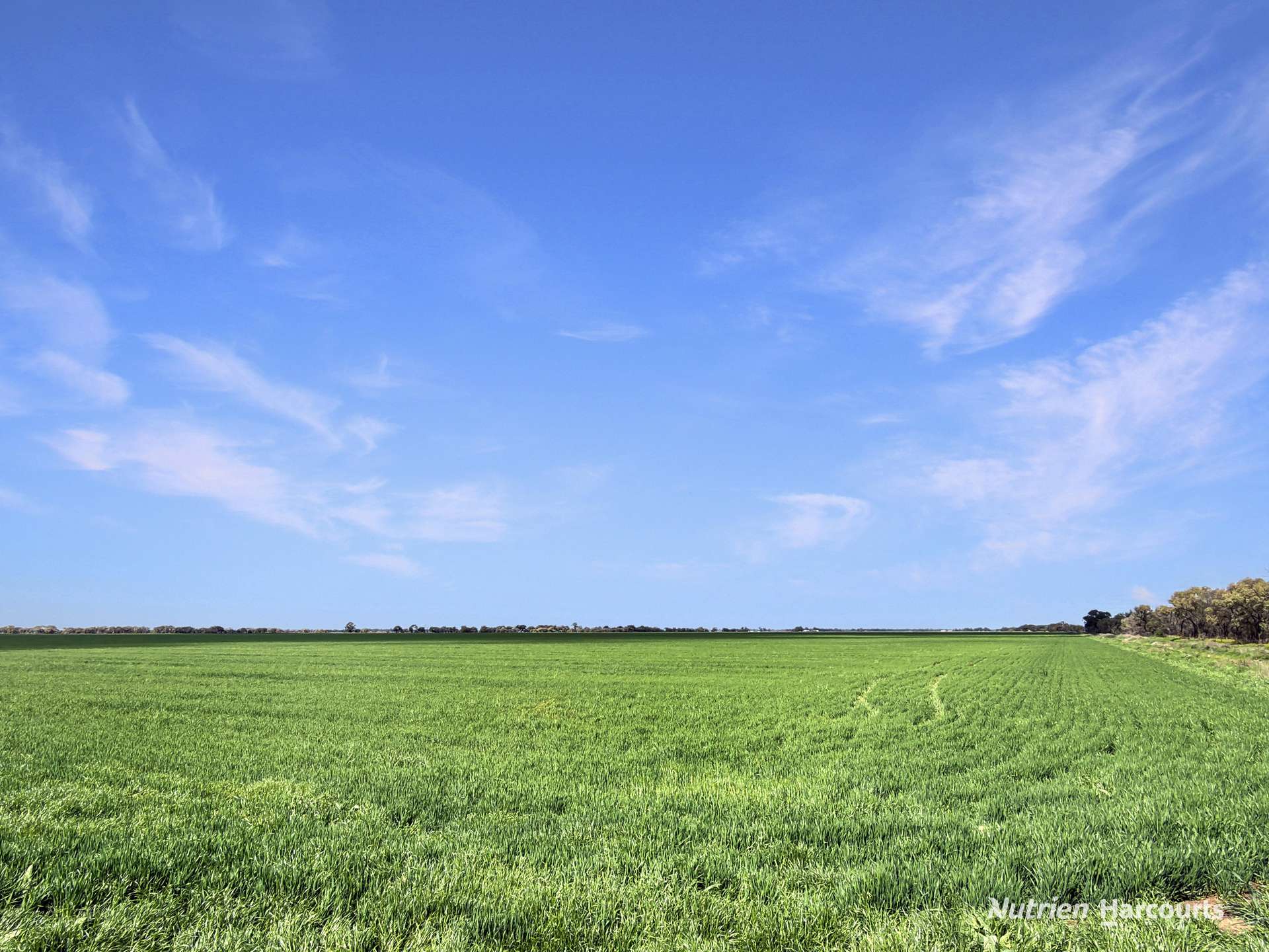 Lot 236, Boundary Road And 23-37 Wilkinson Road, Leeton For Sale by Farmbuy.com - image 5