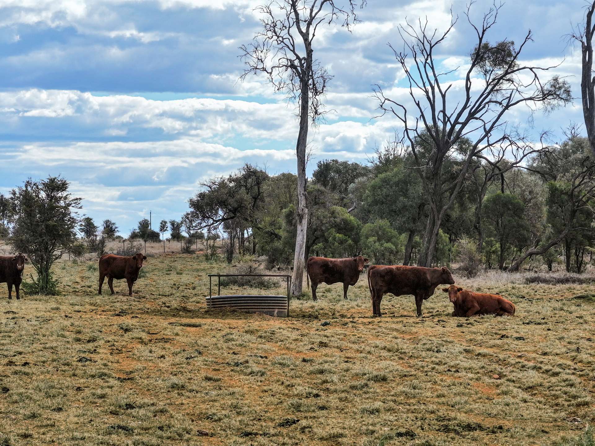 " Prairie", Augathella For Sale by Farmbuy.com - image 13