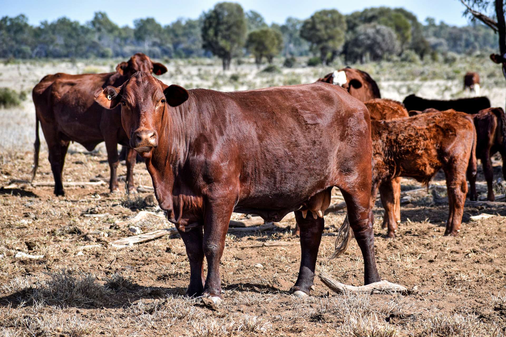 " Prairie", Augathella For Sale by Farmbuy.com - image 14