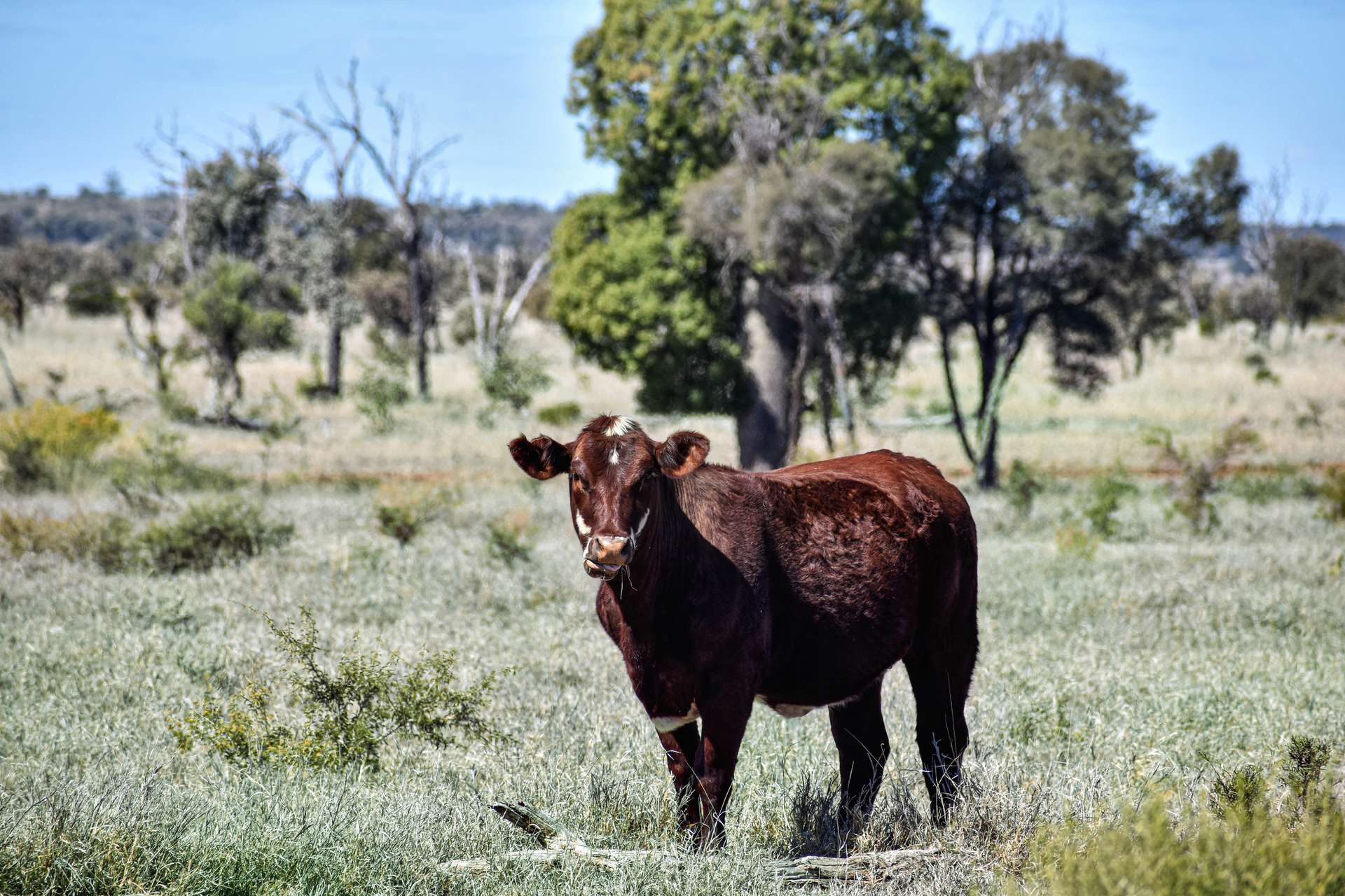 " Prairie", Augathella For Sale by Farmbuy.com - image 11