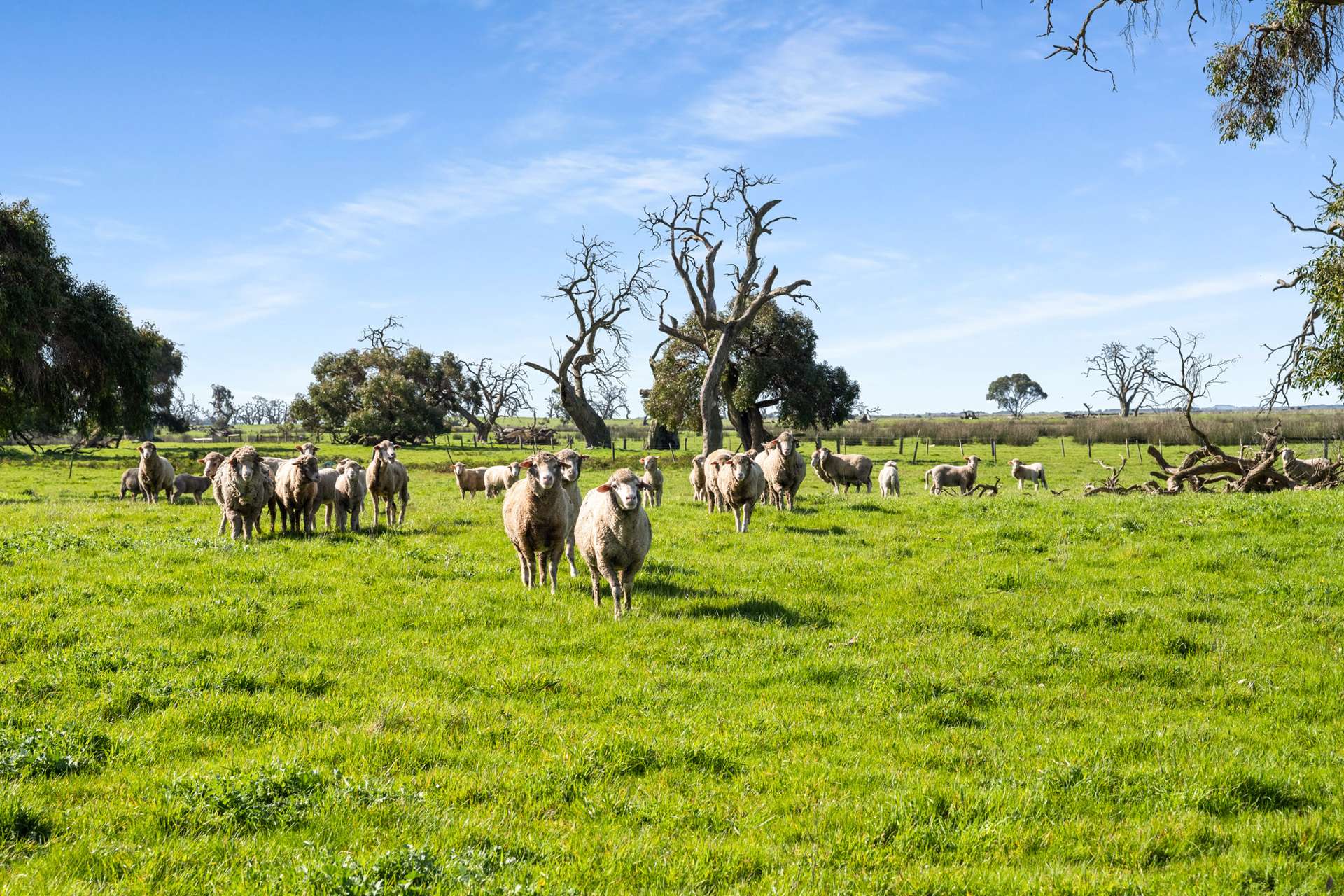 993 Clay Wells Road, Bray For Sale by Farmbuy.com - image 13