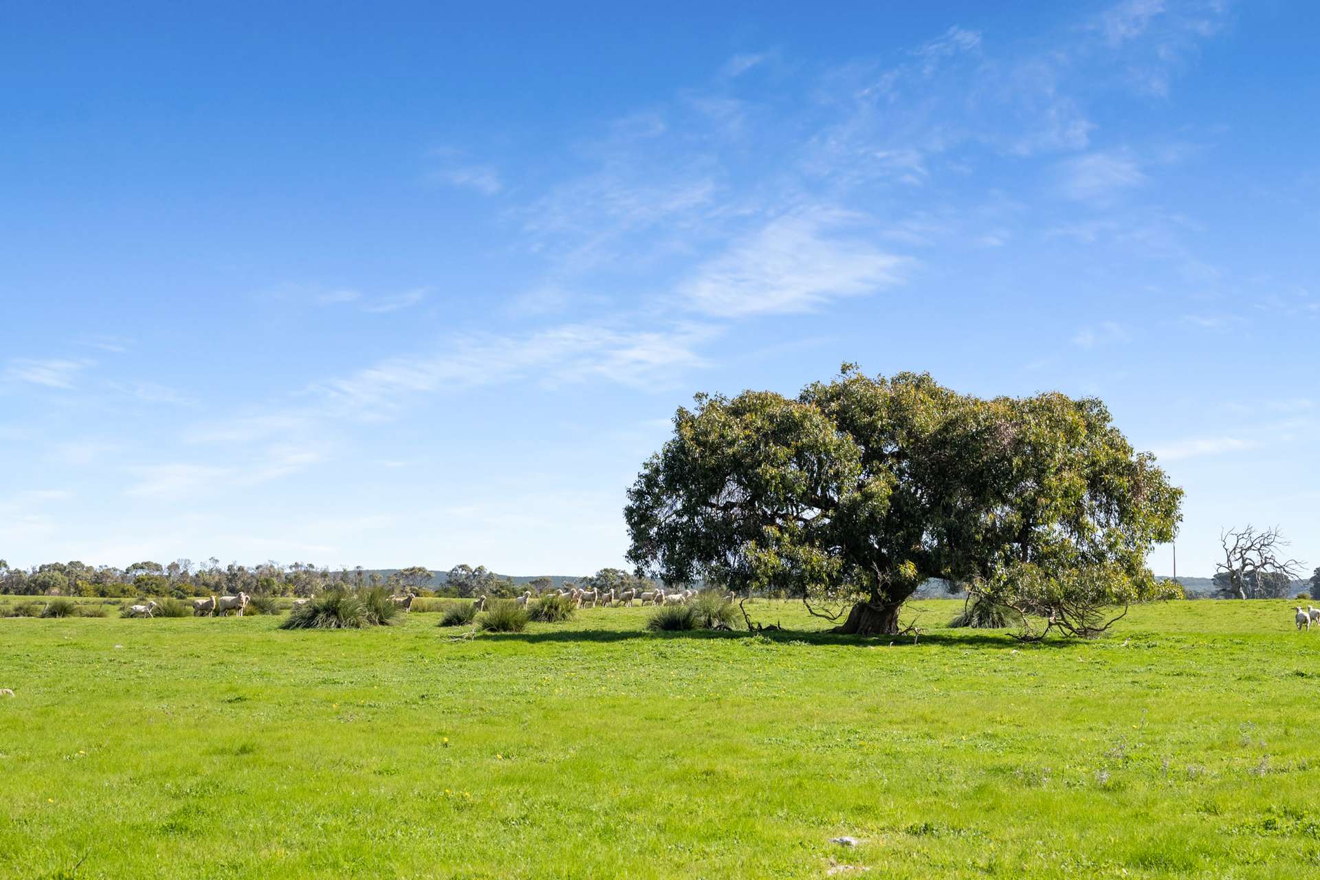 993 Clay Wells Road, Bray For Sale by Farmbuy.com - image 12