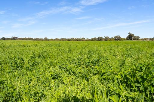 Farm For Sale - SA - Bray - 5276 - 'Kirkland' - Prime Bray Grazing Country 