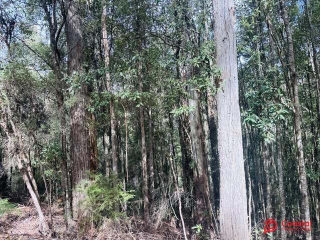 Harveys Road, North Motton For Sale by Farmbuy.com - image 10