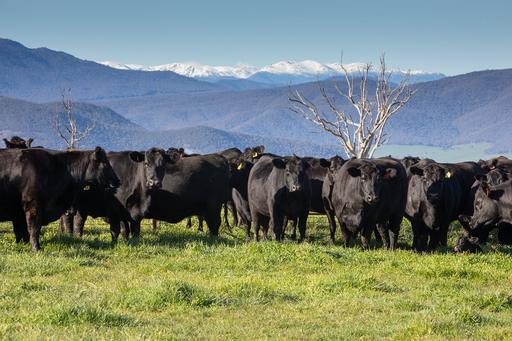 Farm For Sale - NSW - Tooma - 2642 - HIGH PRODUCTION | UPPER MURRAY 