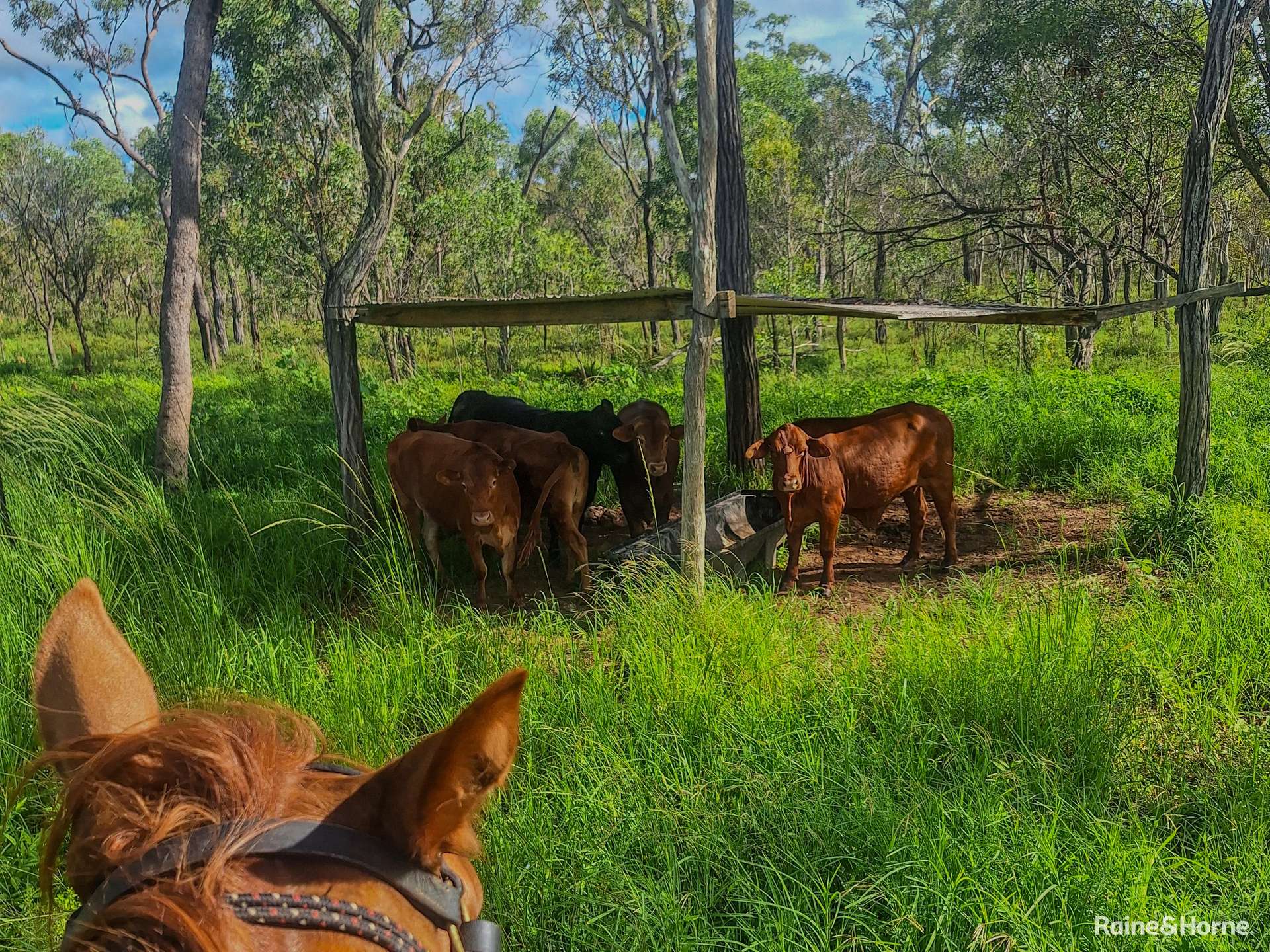 109 Short Road, Dimbulah For Sale by Farmbuy.com - image 4
