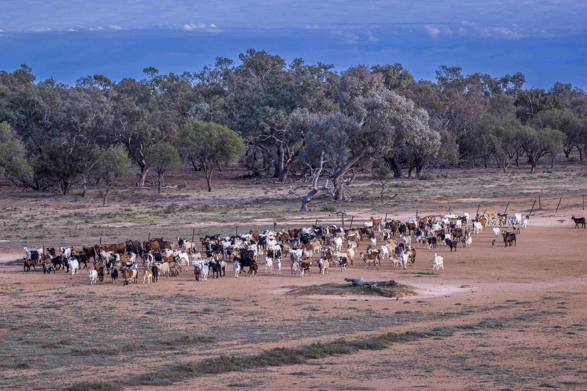 7082 Kamilaroi Highway, Brewarrina Auction by Farmbuy.com - image 4