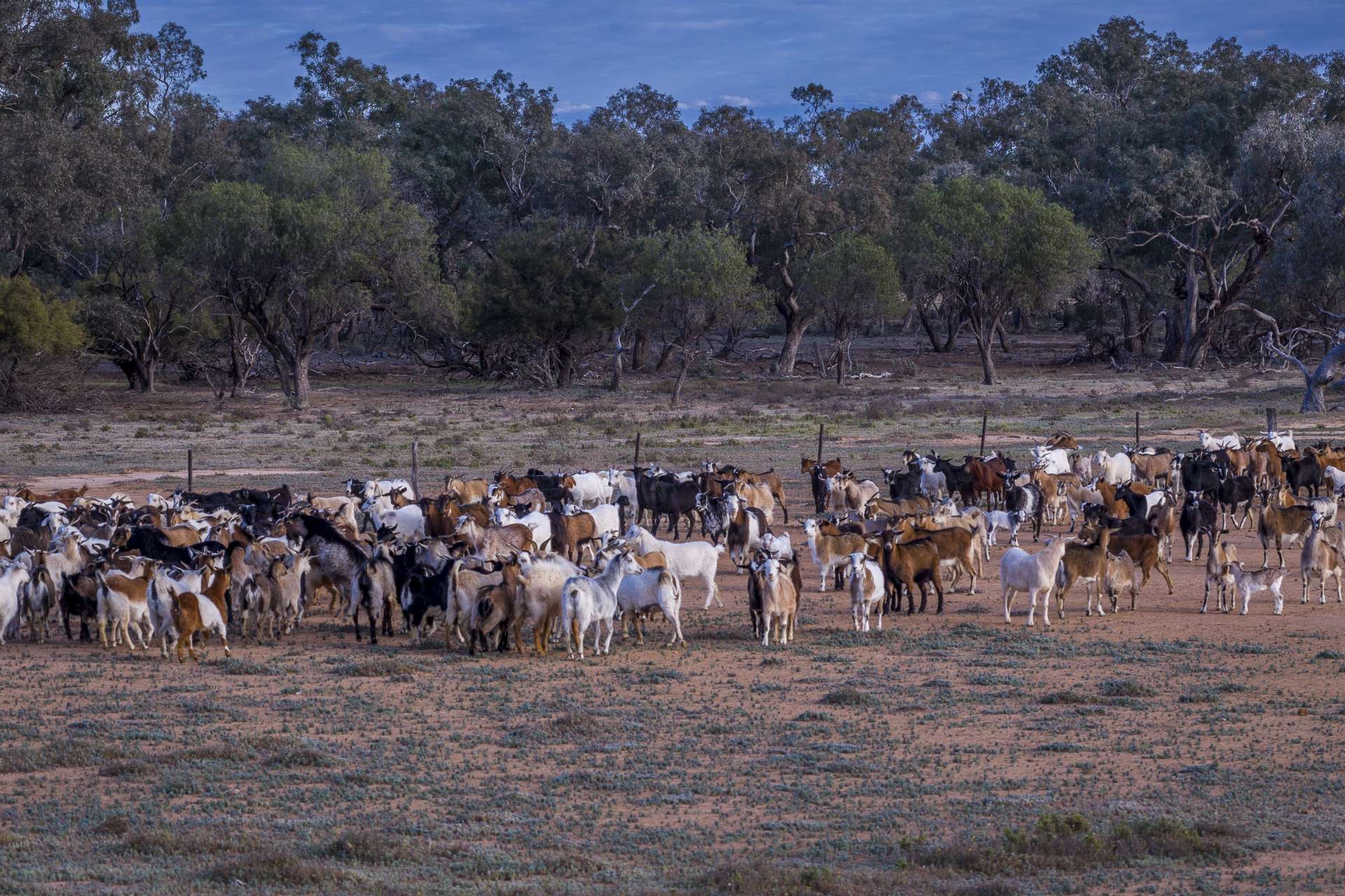 7082 Kamilaroi Highway, Brewarrina Auction by Farmbuy.com - image 8