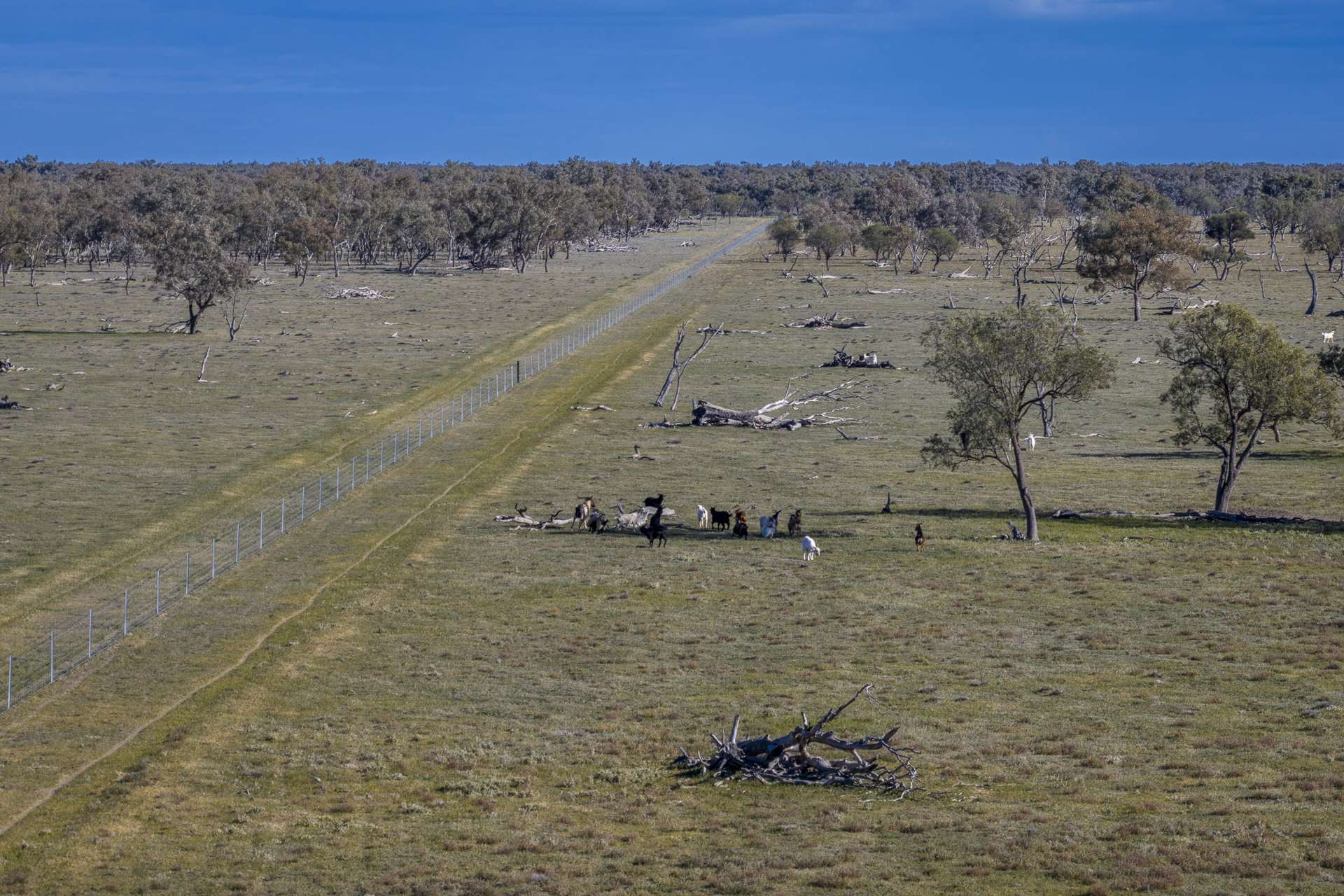 7082 Kamilaroi Highway, Brewarrina Auction by Farmbuy.com - image 10