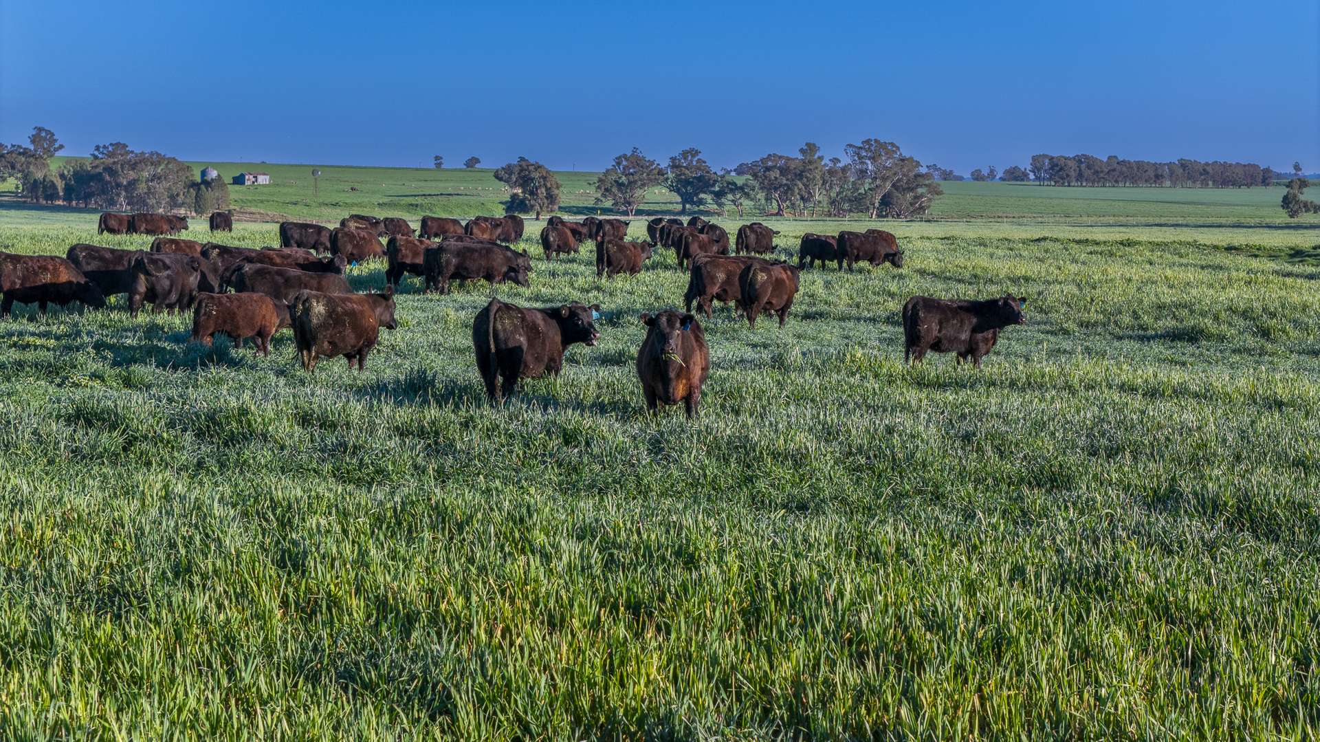 12R Quamby Road, Wongarbon Auction by Farmbuy.com - image 12