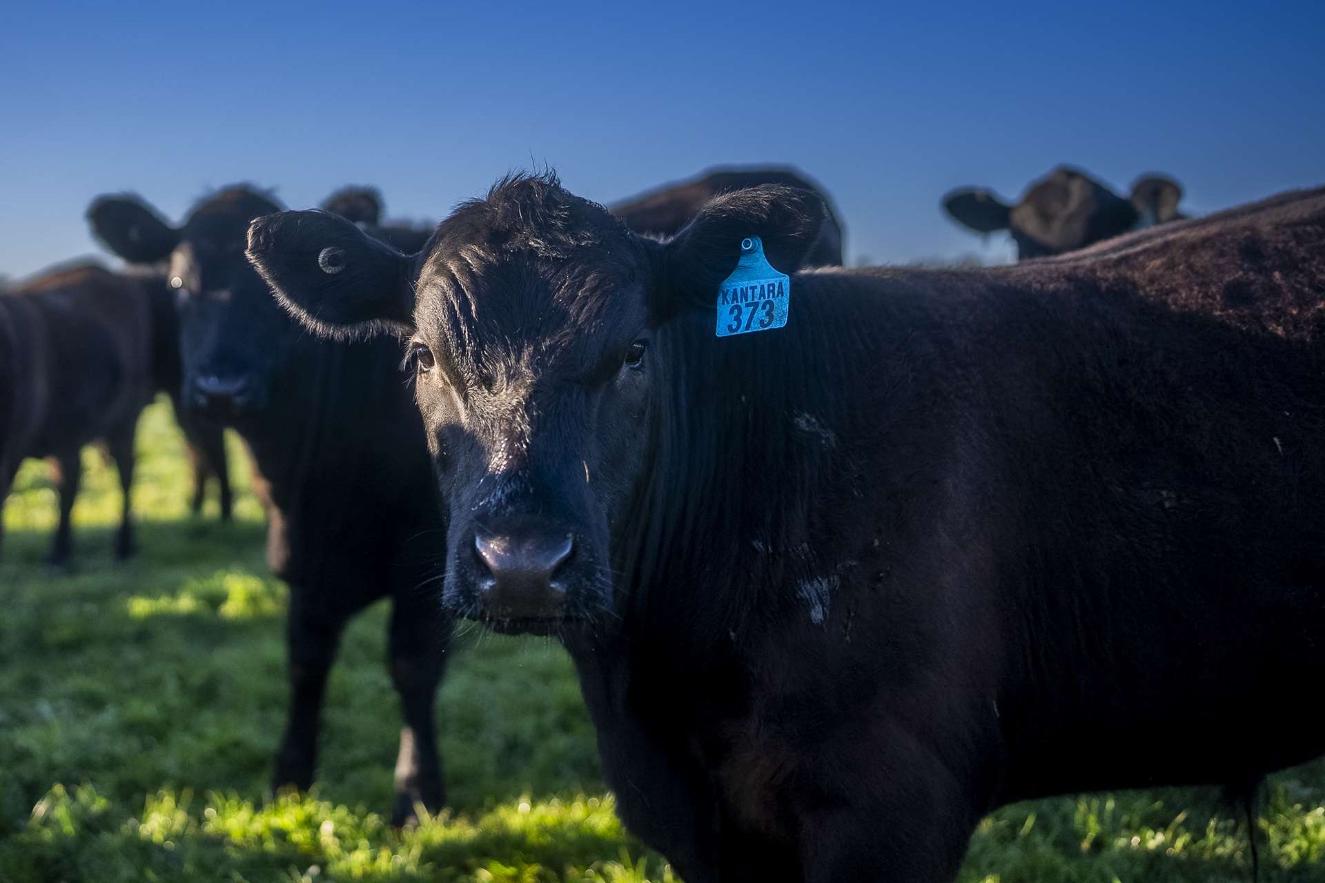12R Quamby Road, Wongarbon Auction by Farmbuy.com - image 33