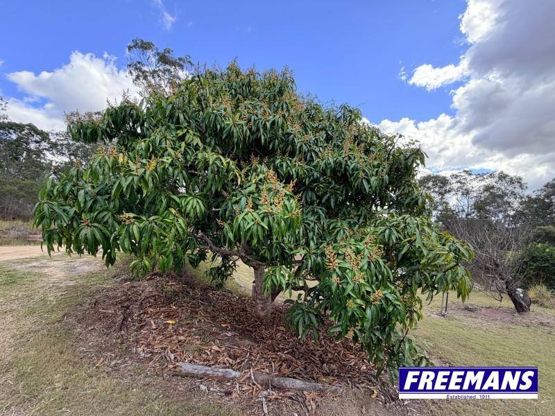 153 Maguire Road, Wattle Camp For Sale by Farmbuy.com - image 14