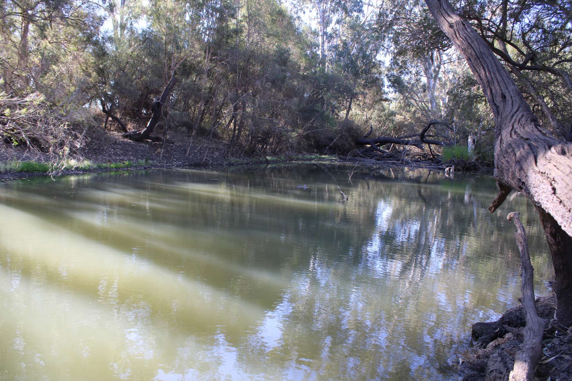 9 ,10, 11 & 217 ROMA TAROOM ROAD, Taroom For Sale by Farmbuy.com - image 12