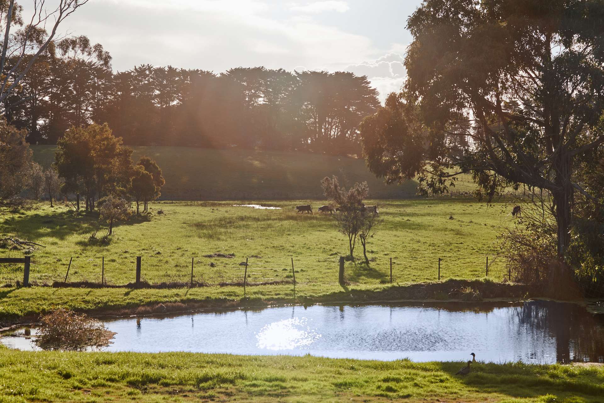 2250 Winchelsea-Deans Marsh Road, Deans Marsh For Sale by Farmbuy.com - image 29