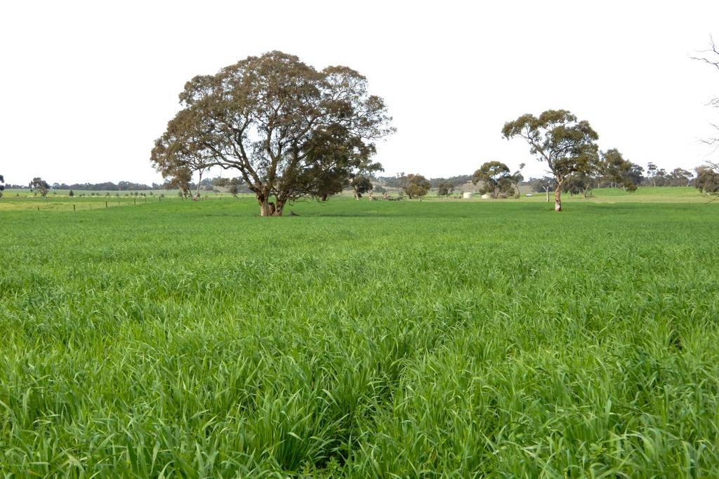389 Nicholls Road, Keith SA 5267