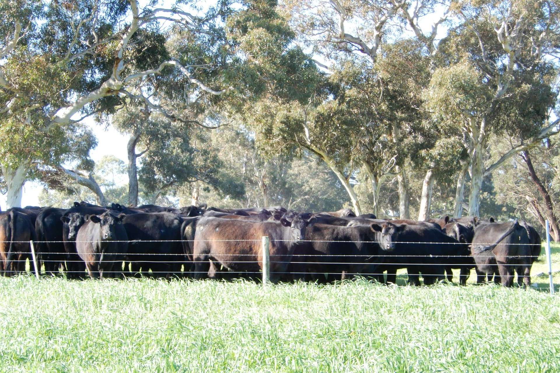 389 Nicholls Road, Keith For Sale by Farmbuy.com - image 3